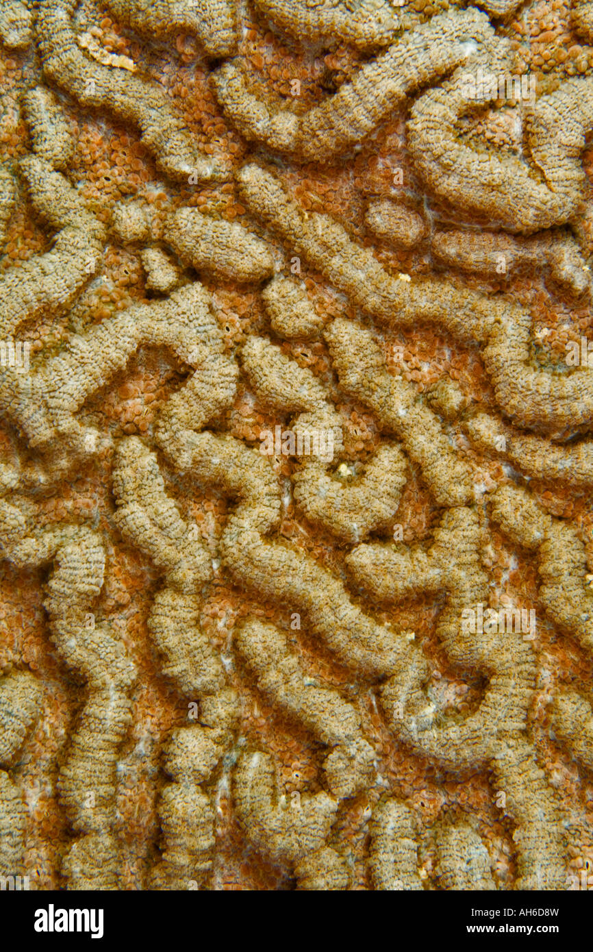 Rough cactus coral hi-res stock photography and images - Alamy