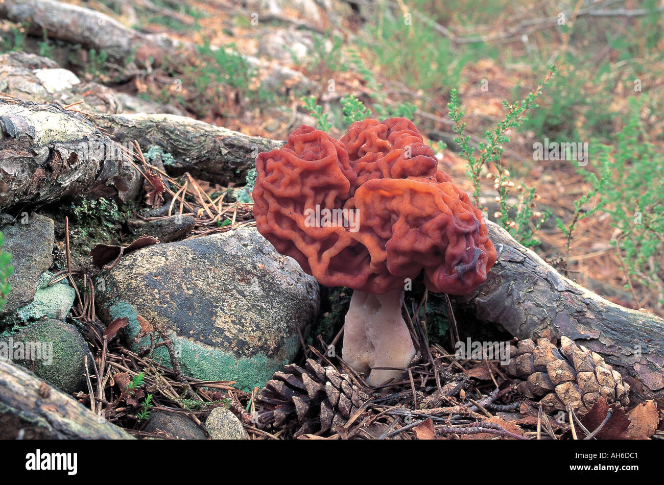 False Morel Stock Photos & False Morel Stock Images Alamy
