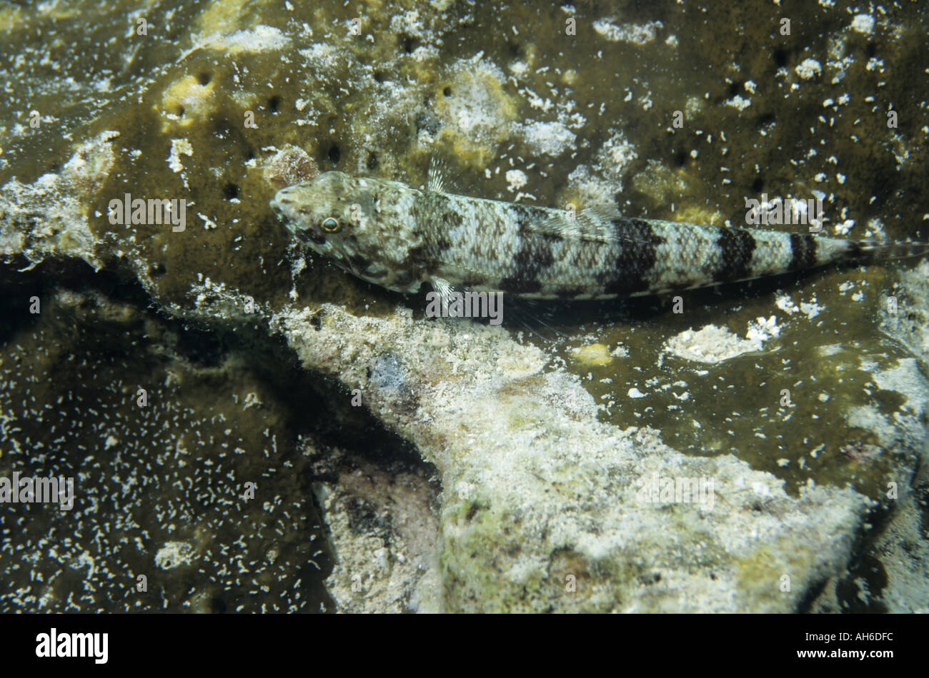 New caledonia noumea lagoon le tabu reef common lizardfish synodus variegatus Stock Photo