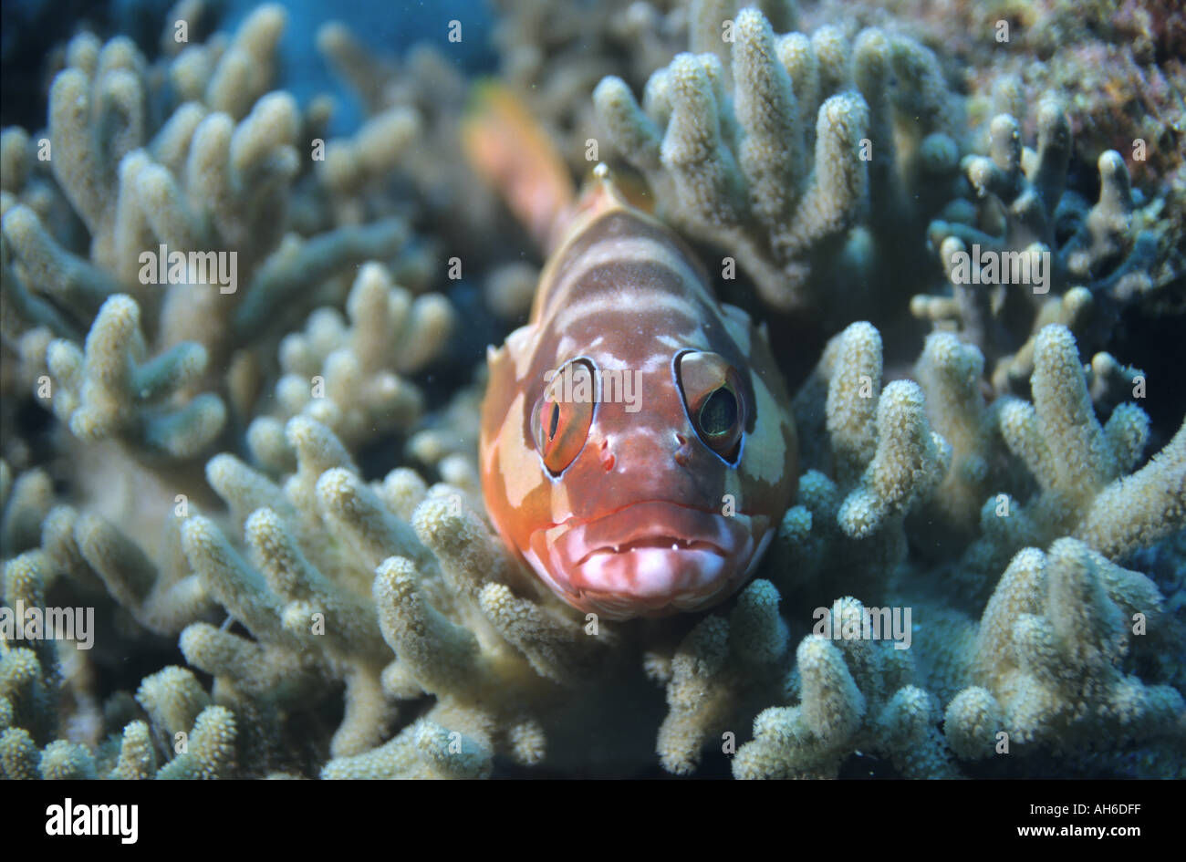 New Caledonia Noumea Lagoon Red Fish Lying On A Table Coral Stock Photo
