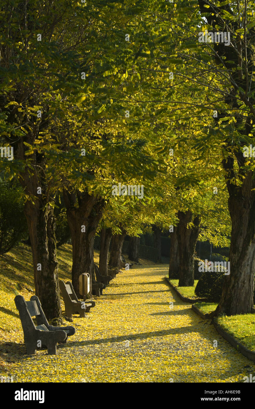 Path through a park, lined with park benches and autumn trees Stock ...