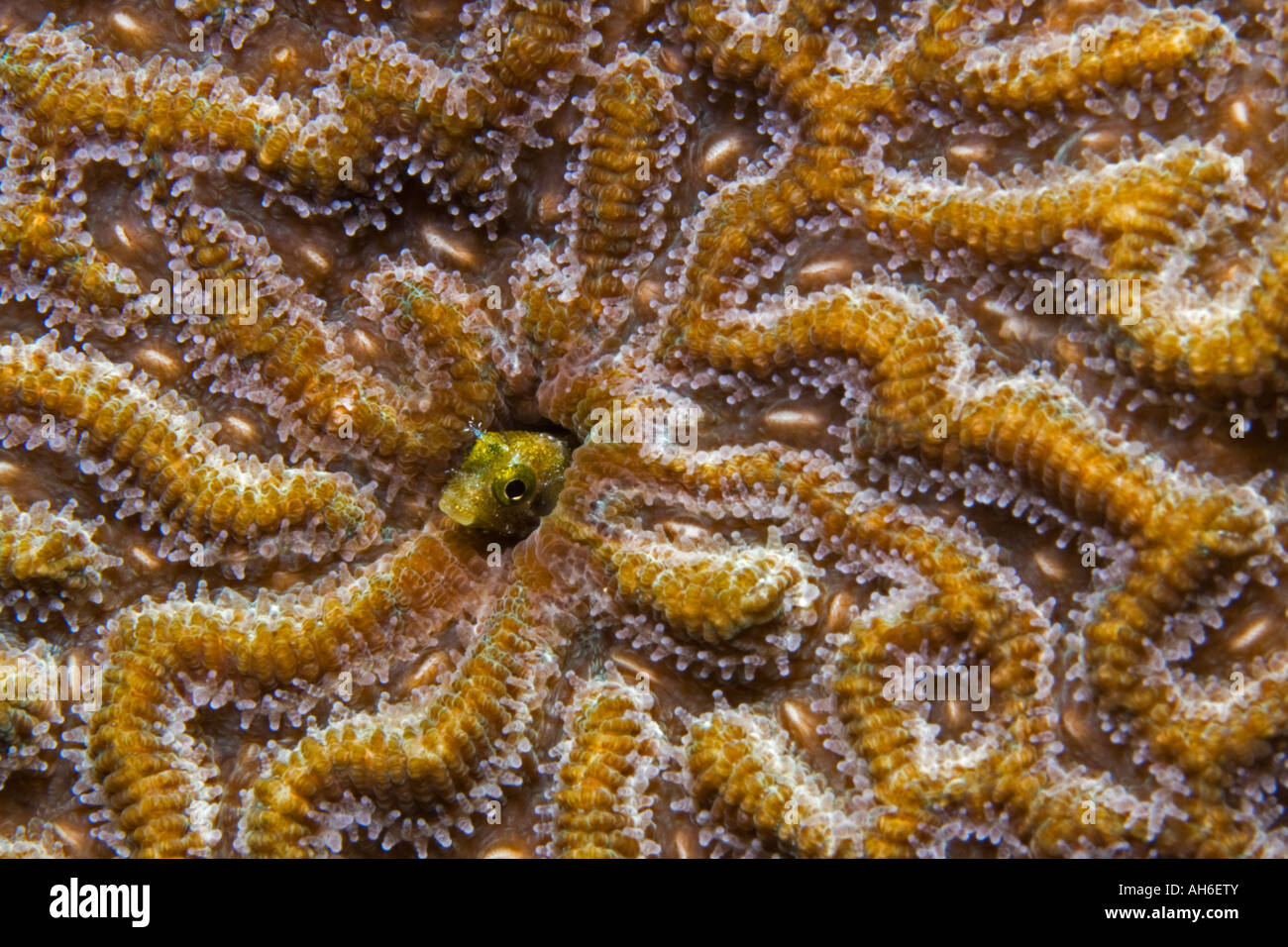 Blenny at home hi-res stock photography and images - Alamy