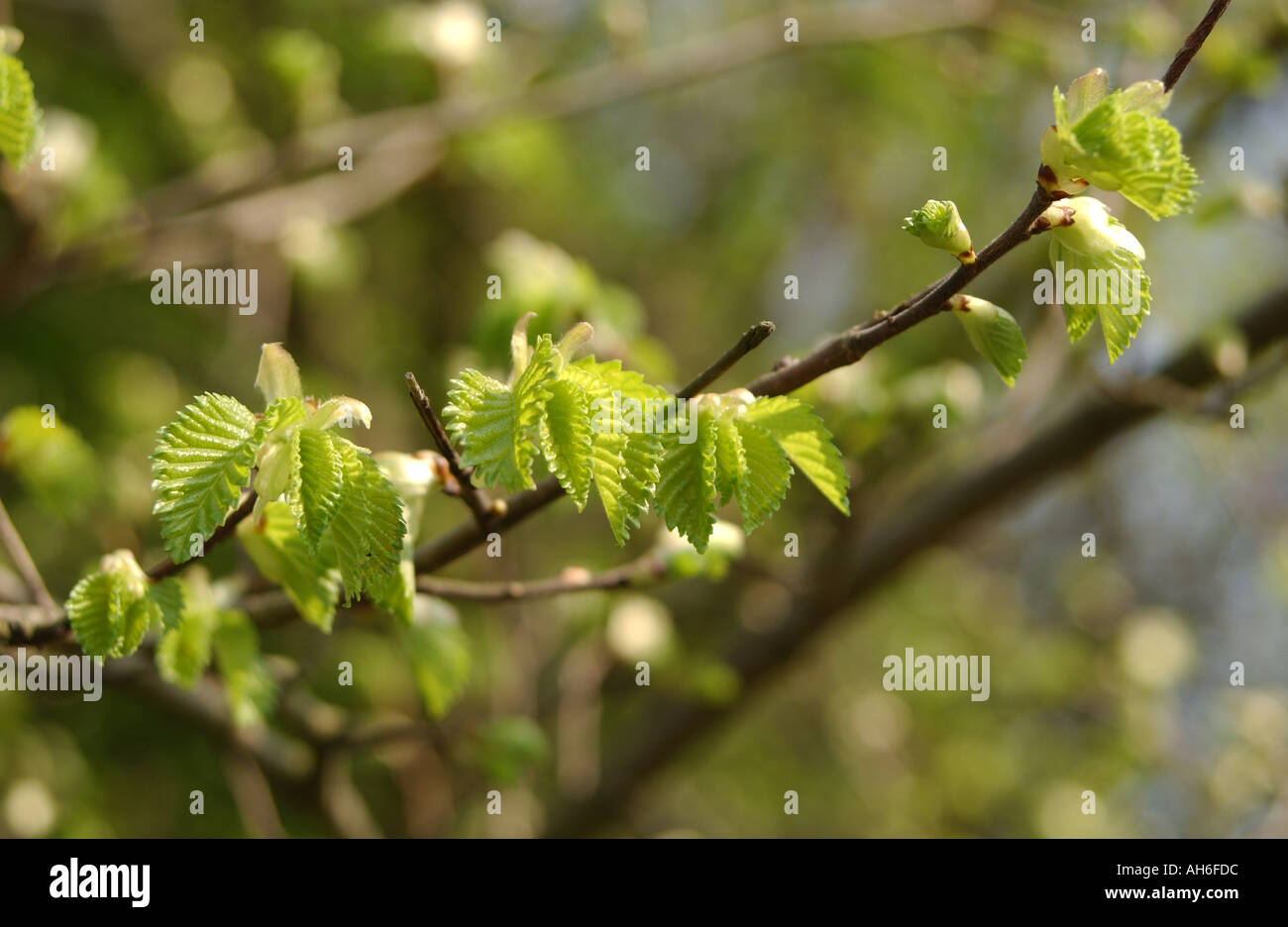 Rapidly growing trees hi-res stock photography and images - Alamy