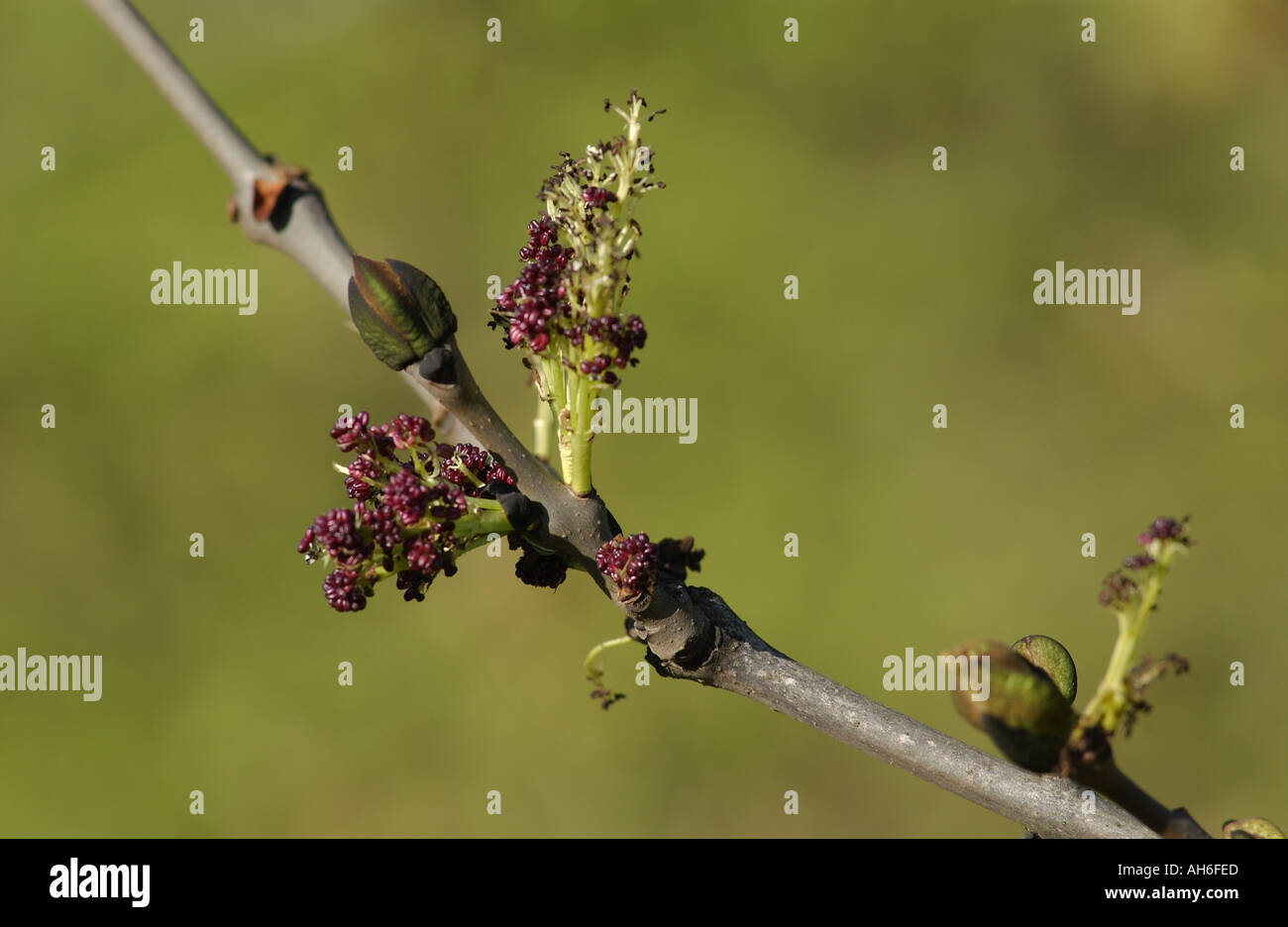 Offshoot branch hi-res stock photography and images - Alamy