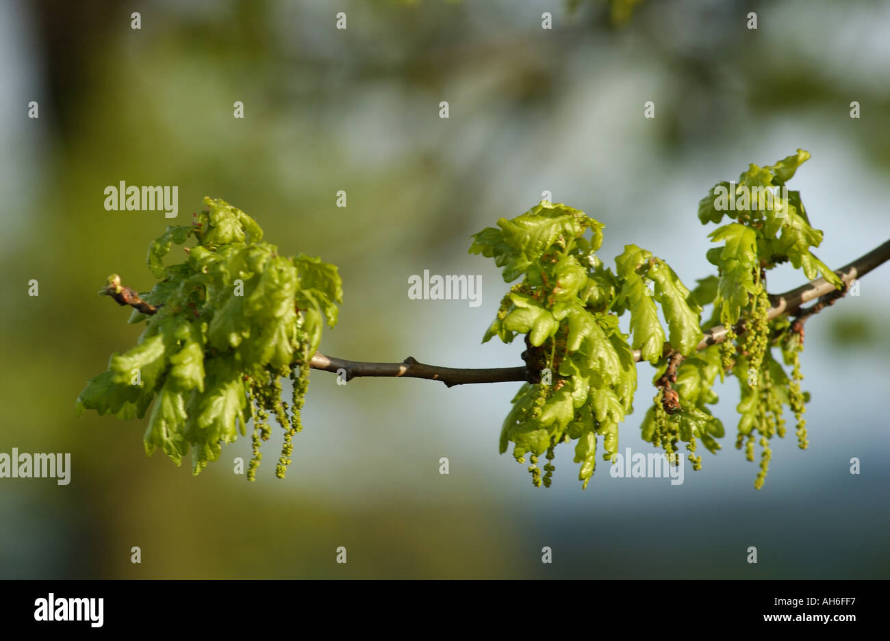 Fresh young leaves and buds of oak tree in Spring growth on a sunny
