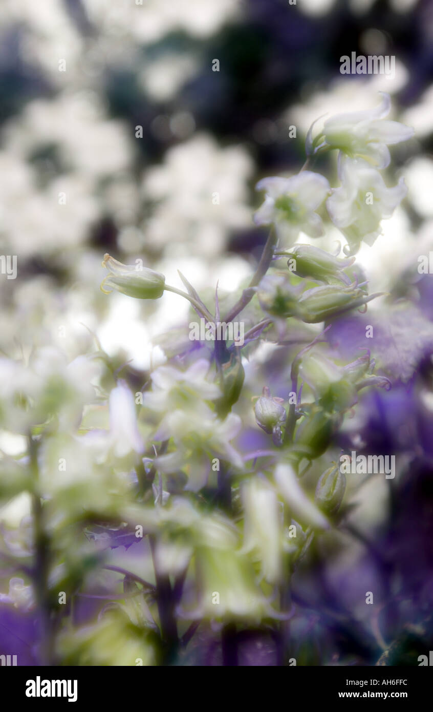 Clusters of soft blue flowers hi-res stock photography and images - Alamy