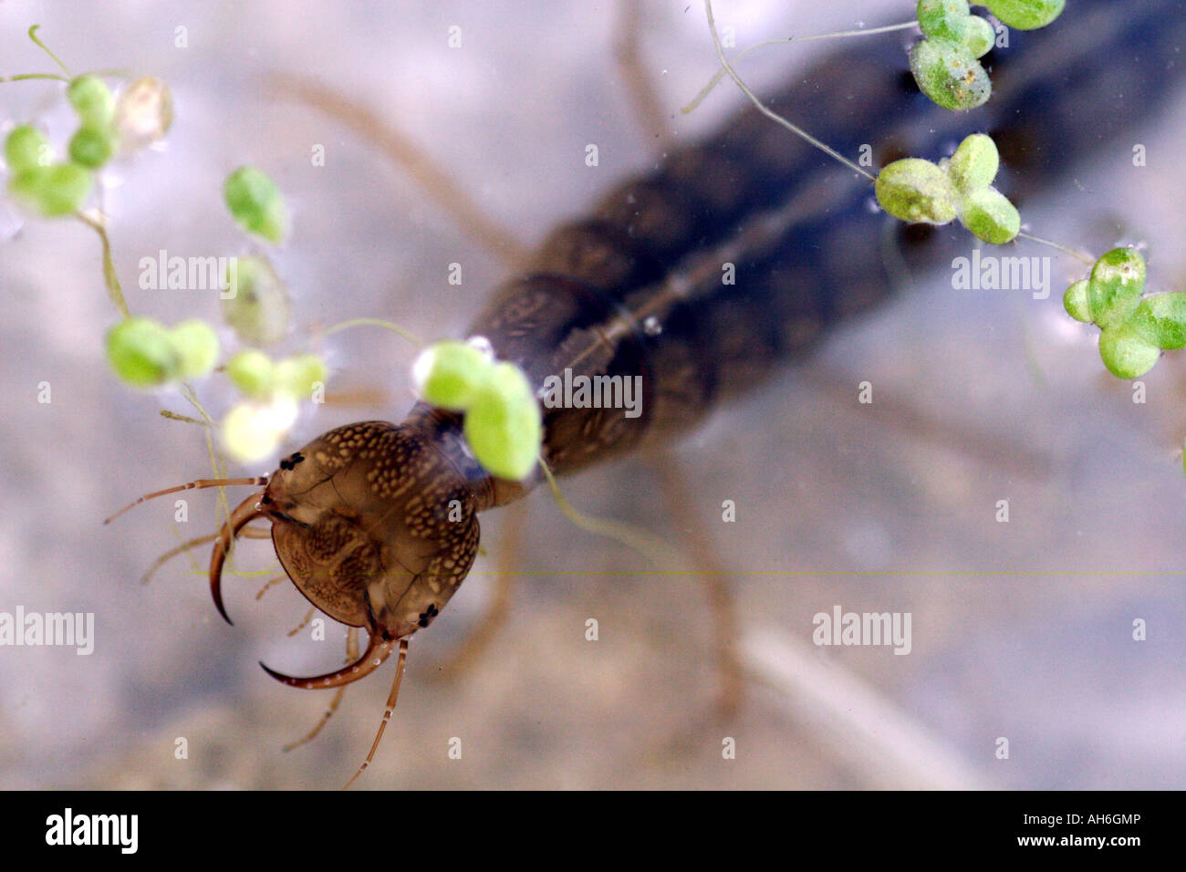 Great Diving Beetle (Dytiscus marginalis) larvae, UK Stock Photo
