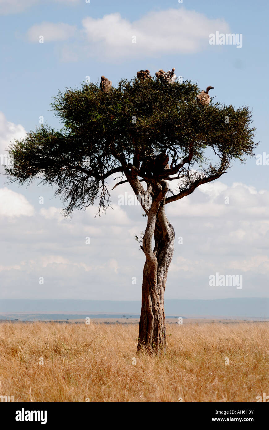 Vultures perched in a Balanites tree in the Masai Mara National Reserve Kenya East Africa Stock Photo