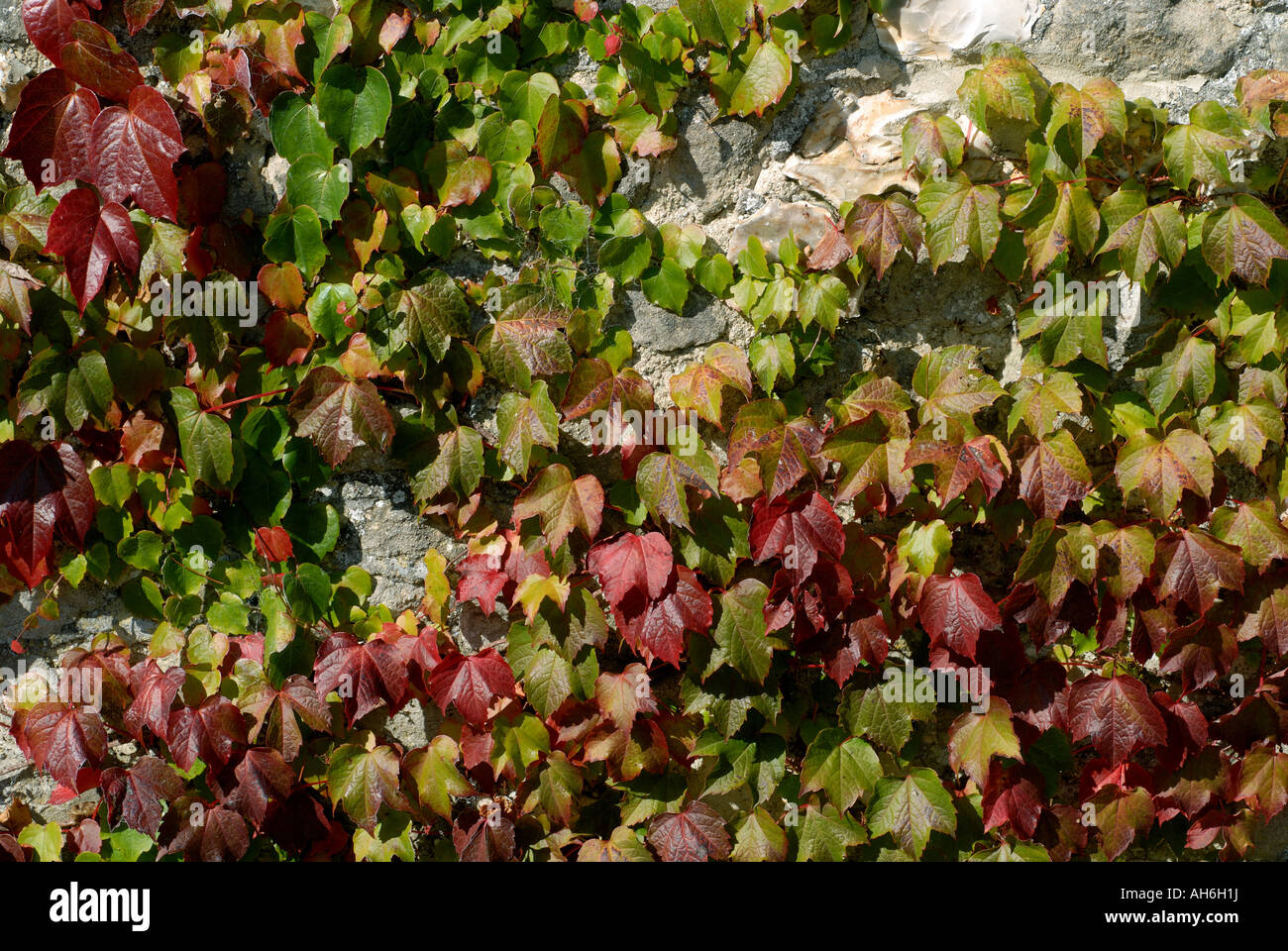 Boston ivy Parthenocissus tricuspidata foliage on stone barn turning red in autumn Stock Photo