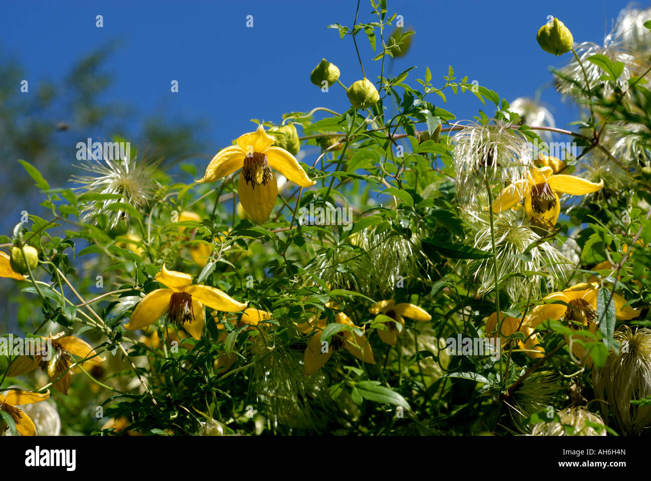 Yellow flowers seedheads of Clematis tangutica climbing through Leylandii hedge Stock Photo