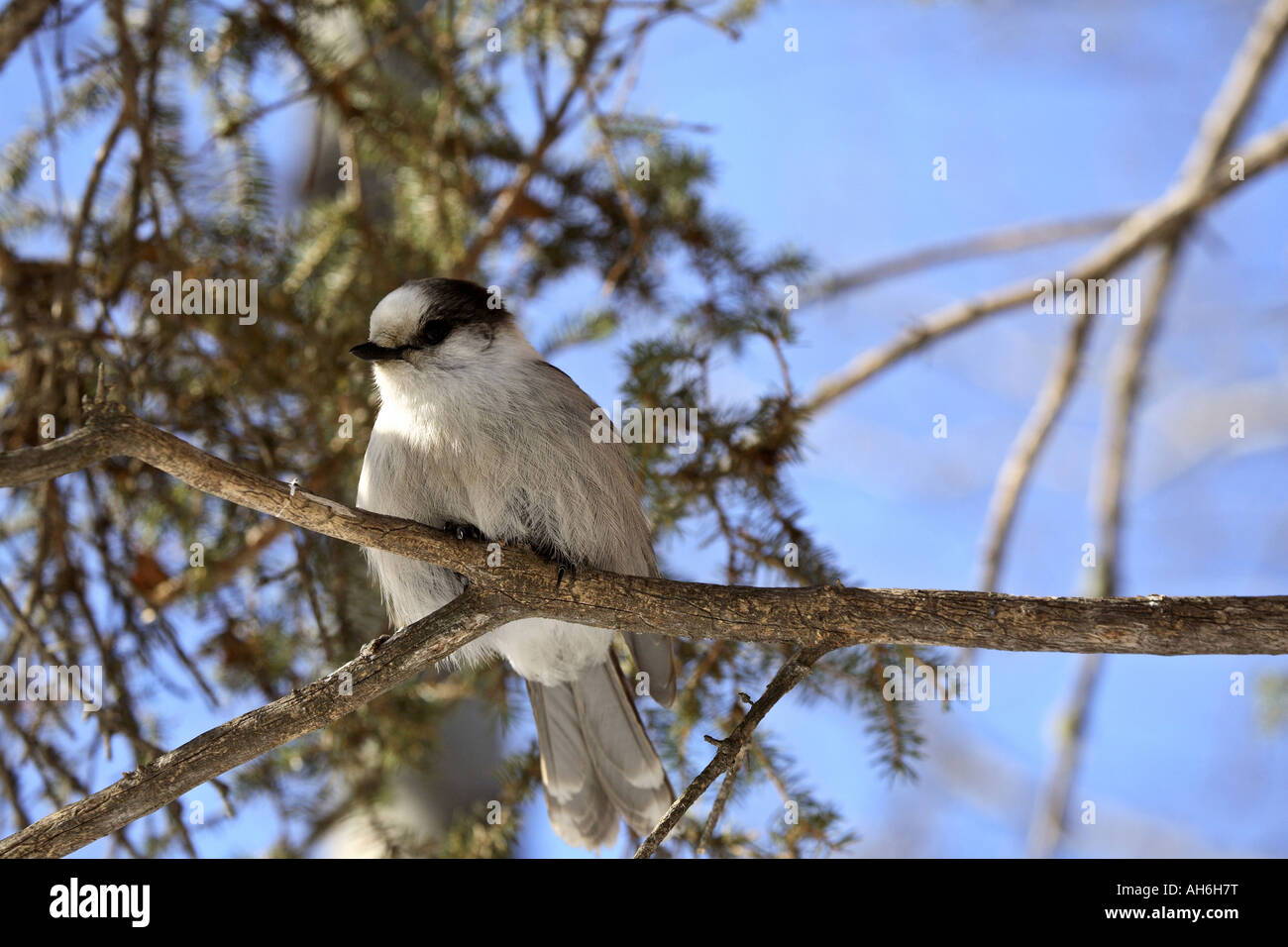 Gray Jay perched in tree Stock Photo