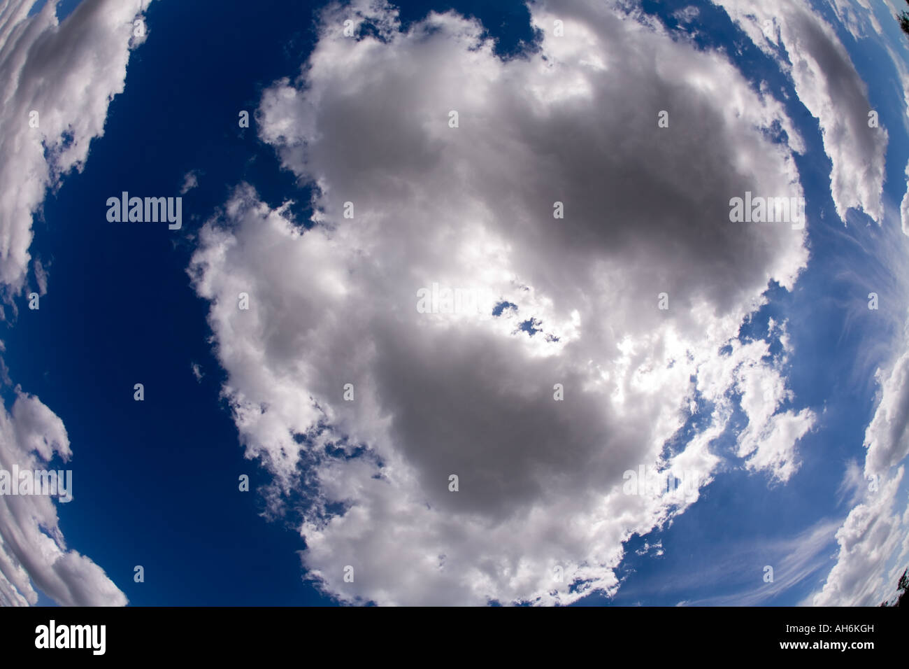 cloud in sky from underneath Big Cypress National Preserve FL Stock Photo