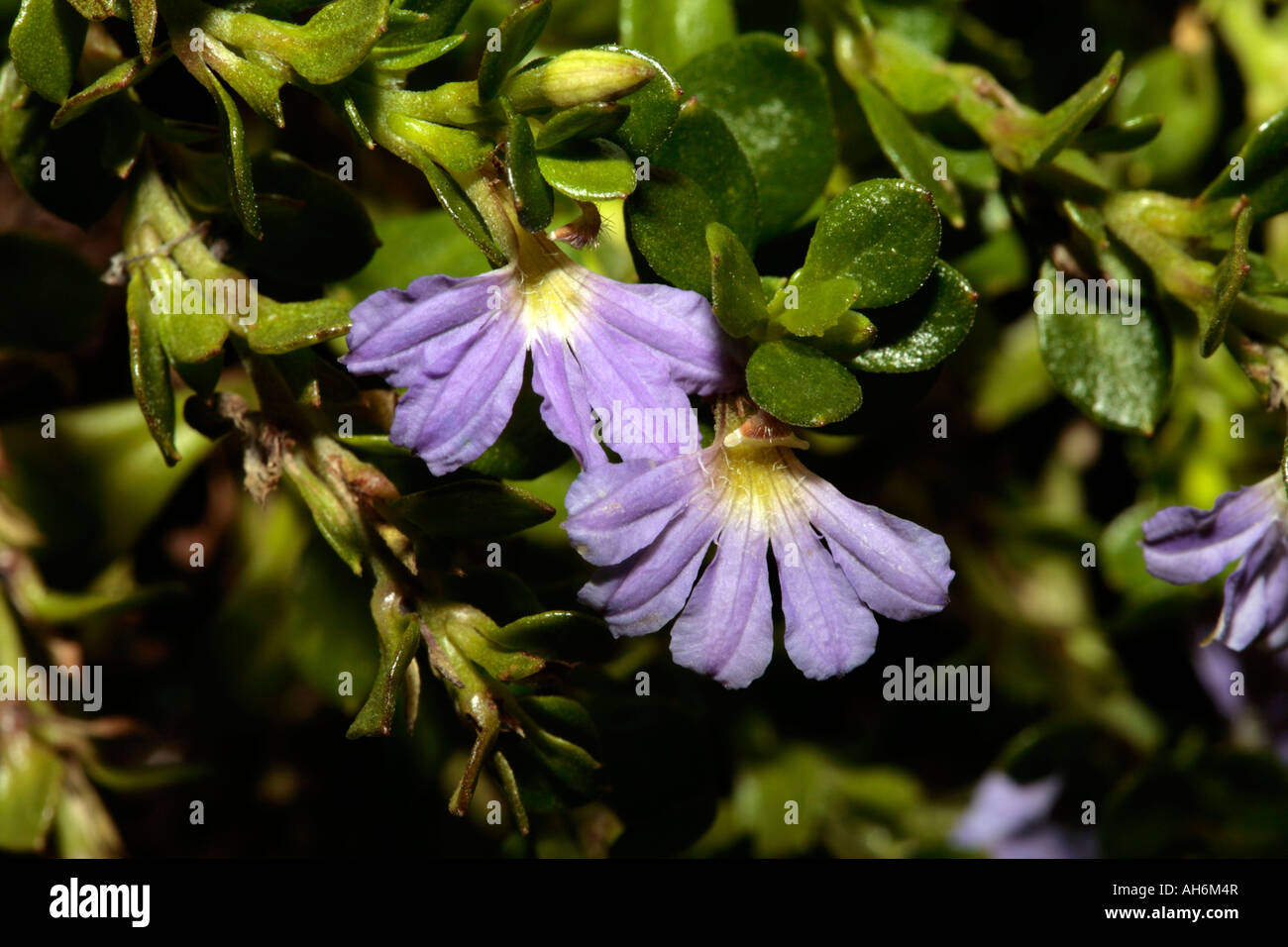 Mauve Clusters/Purple Fan Flower- Scaevola hybrid Stock Photo