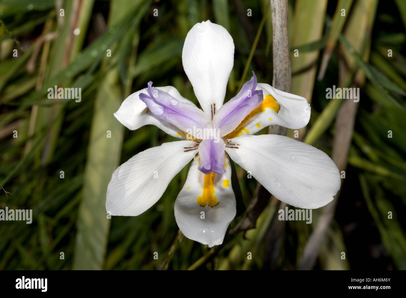 Close-up of Wood/ African Cape/ Cape/ Morea /Wild Iris or Fortnight Lily- Dietes iridioides - Family Iridaceae Stock Photo