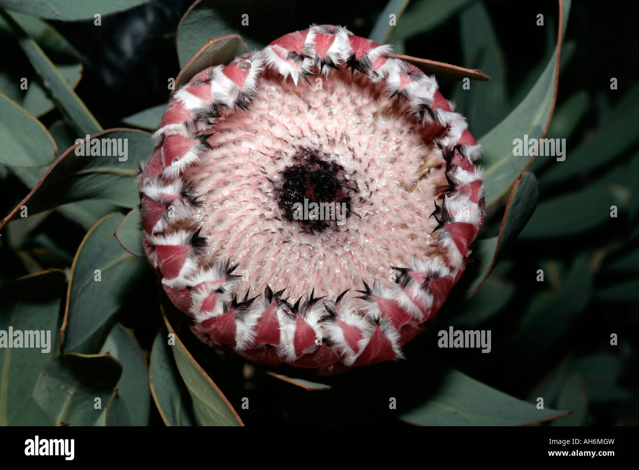 Oleander-leaved Protea/Sugarbush- Protea neriifolia -Family Proteaceae Stock Photo
