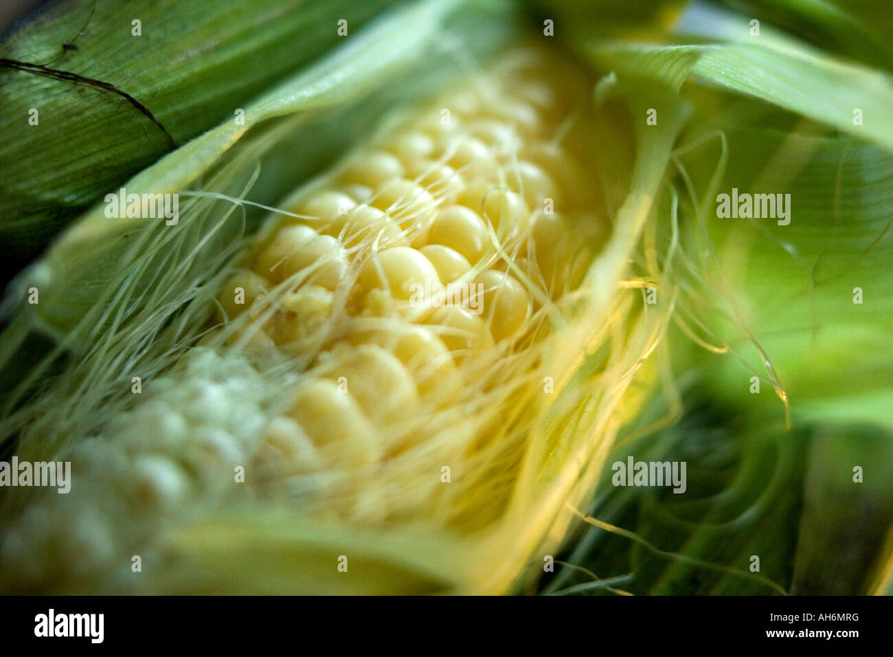Close-up view of 'corn on the cob, sweetcorn Stock Photo