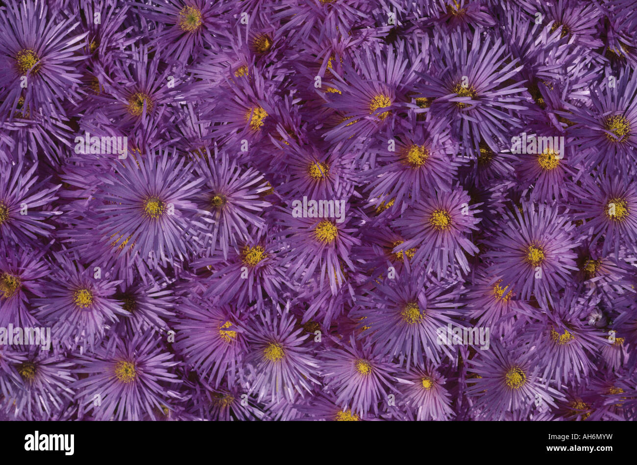 Flowers Lampranthus sp. Stock Photo