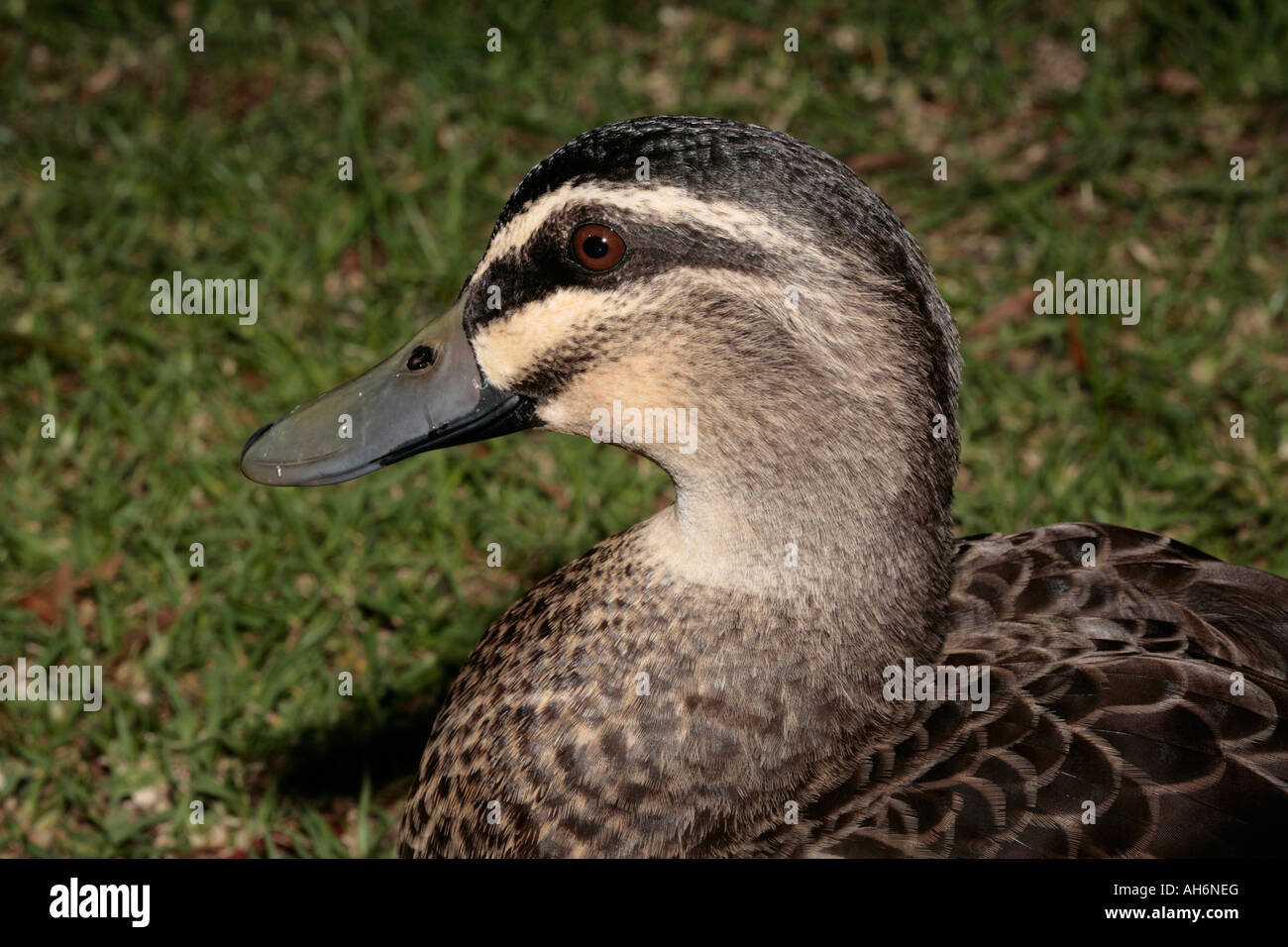 Pacific/Australian Black Duck Anas superciliosa rogersi [Australian