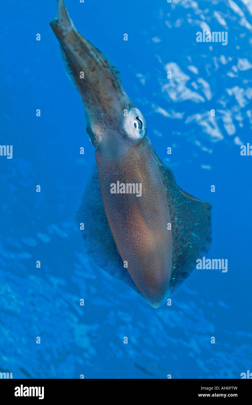inshore arrow squid near water surface Stock Photo