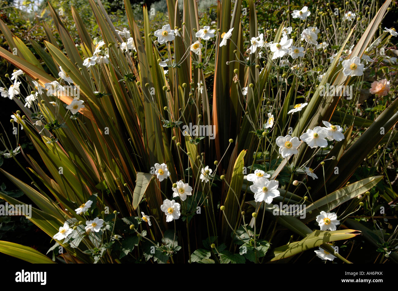 New Zealand flax Phormium Sundowner with flowering Anemone x hybrida Stock Photo 14376774 Alamy