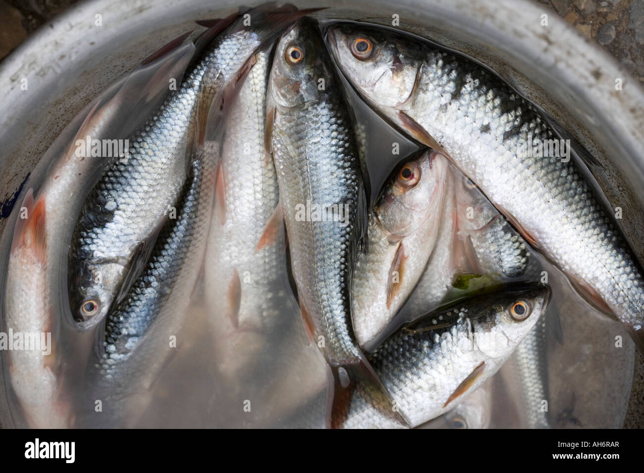 Meat market kathmandu hires stock photography and images Alamy