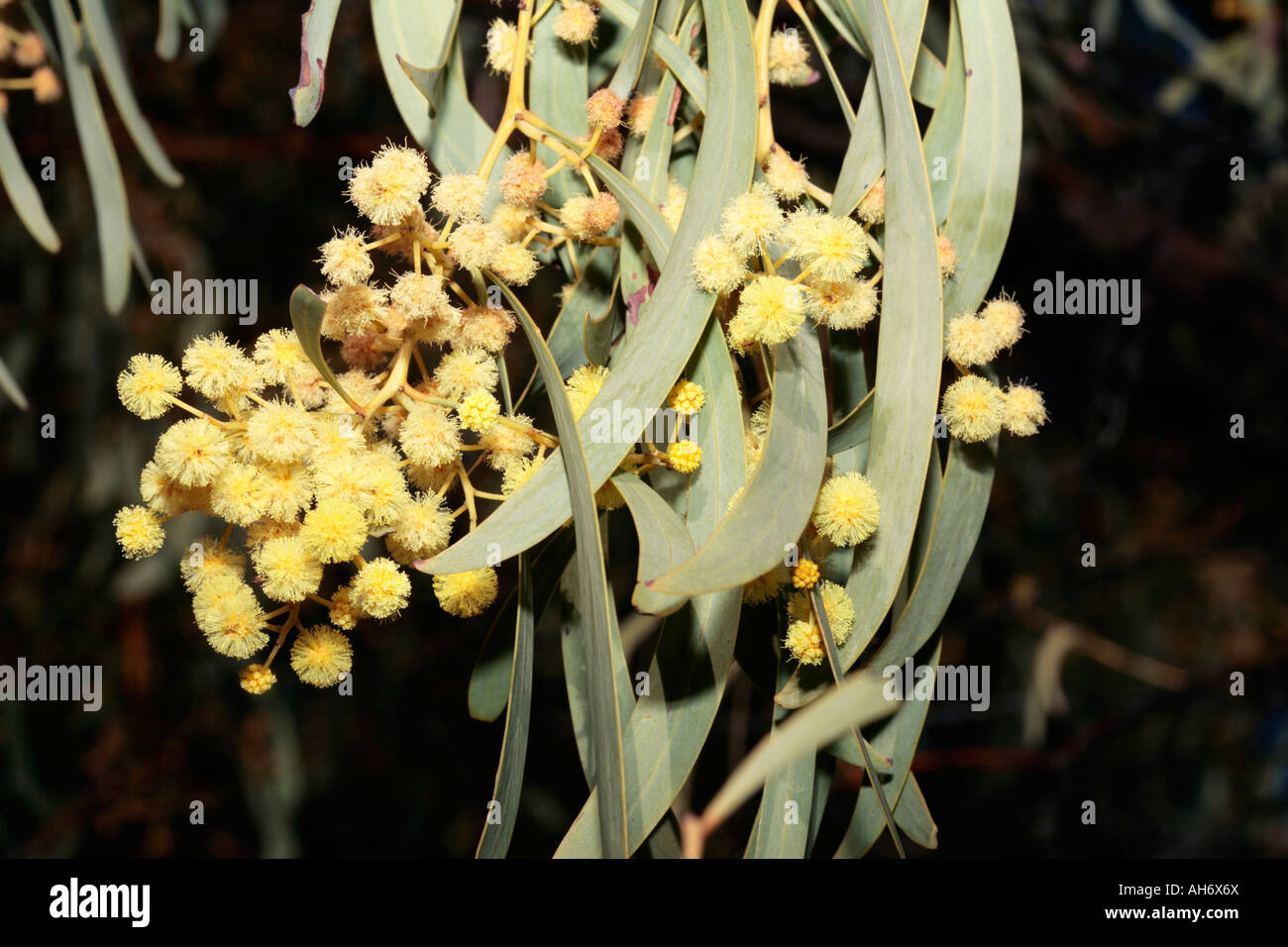 Manna Wattle tree - Acacia daphnifolia [syn.microbotyra ] Stock Photo
