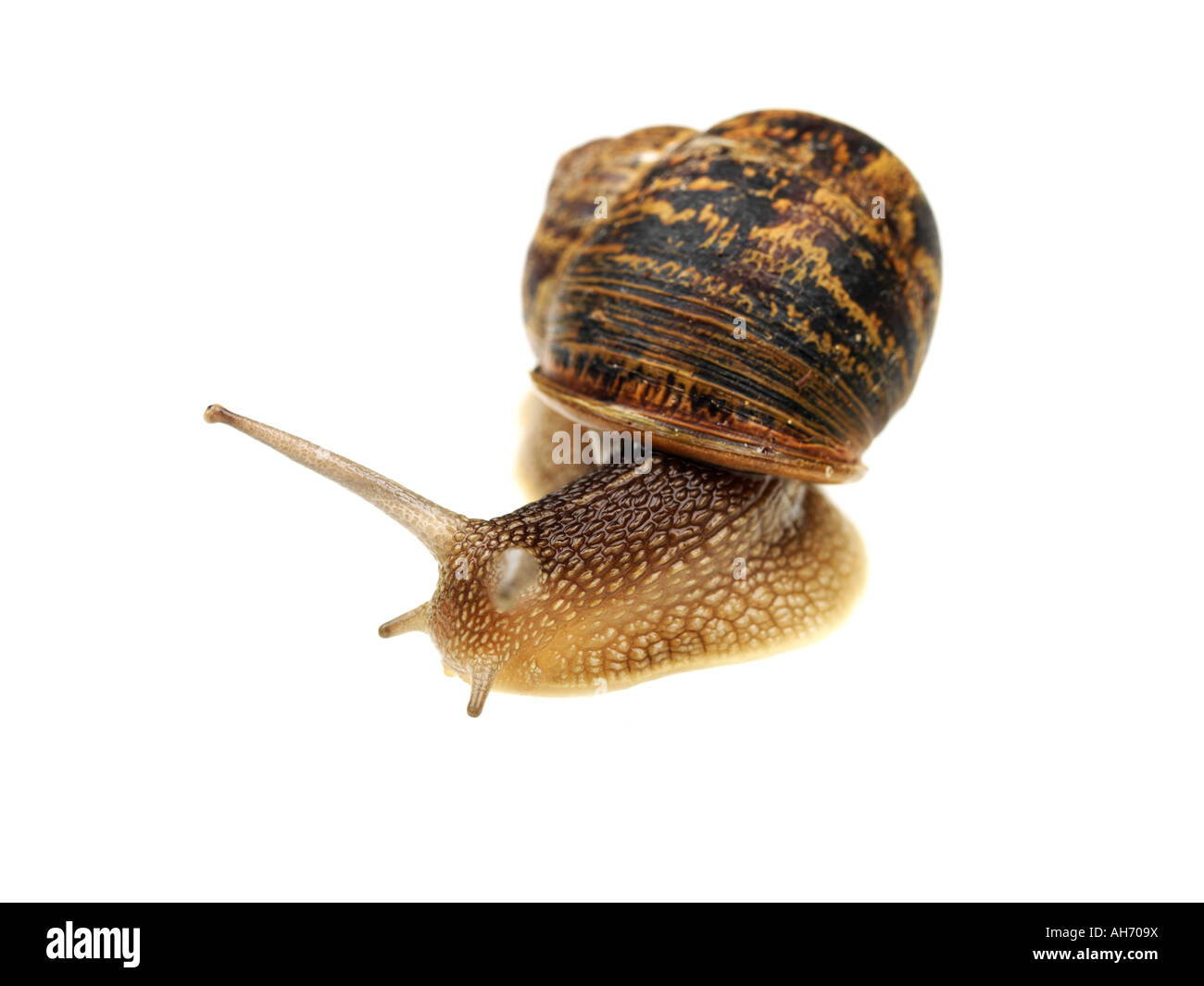 Common Single Slow Moving Garden Snail Isolated Against A White Background With No people And A Clipping Path Stock Photo