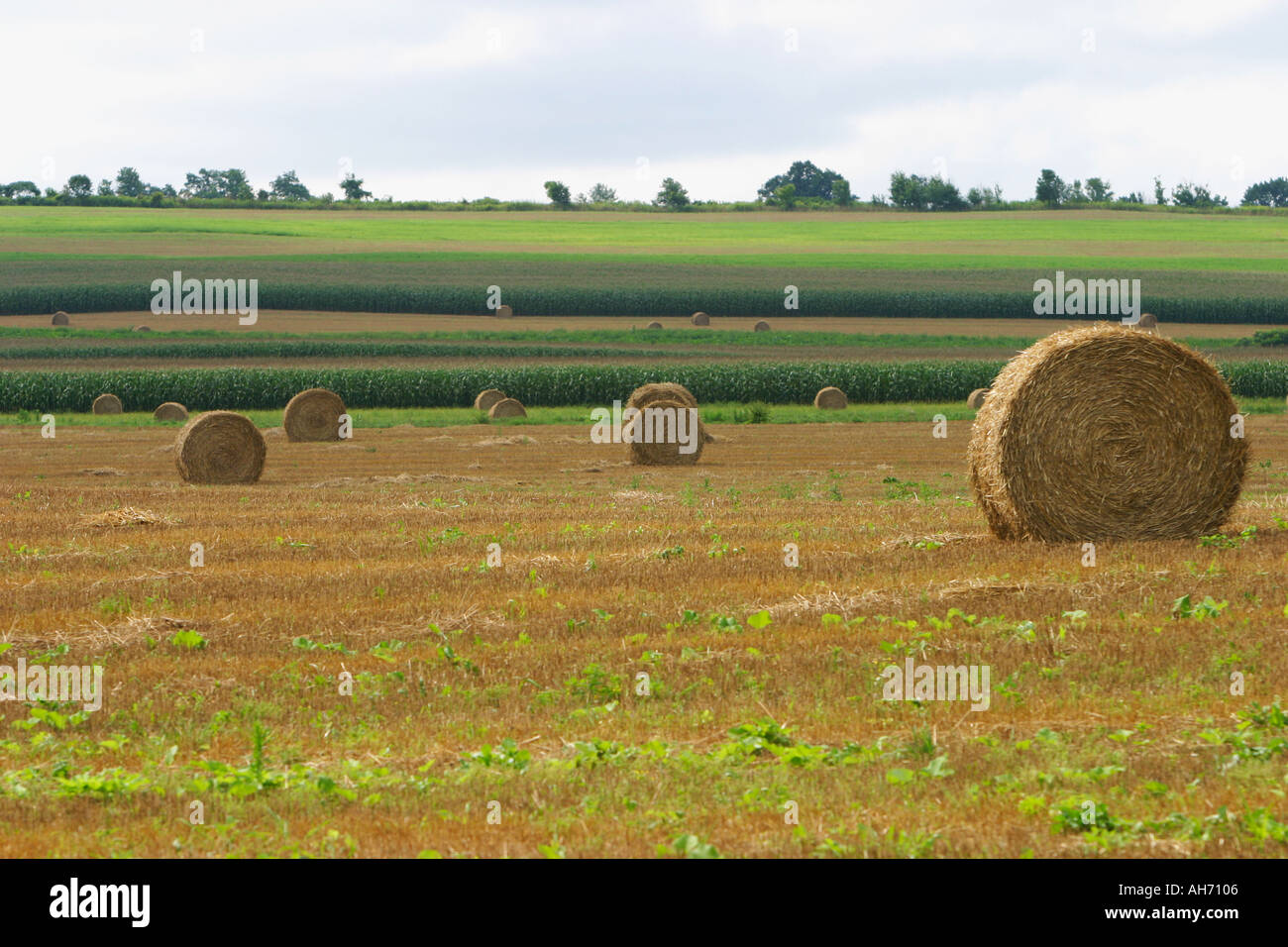 hay stacks in hay field Stock Photo Alamy