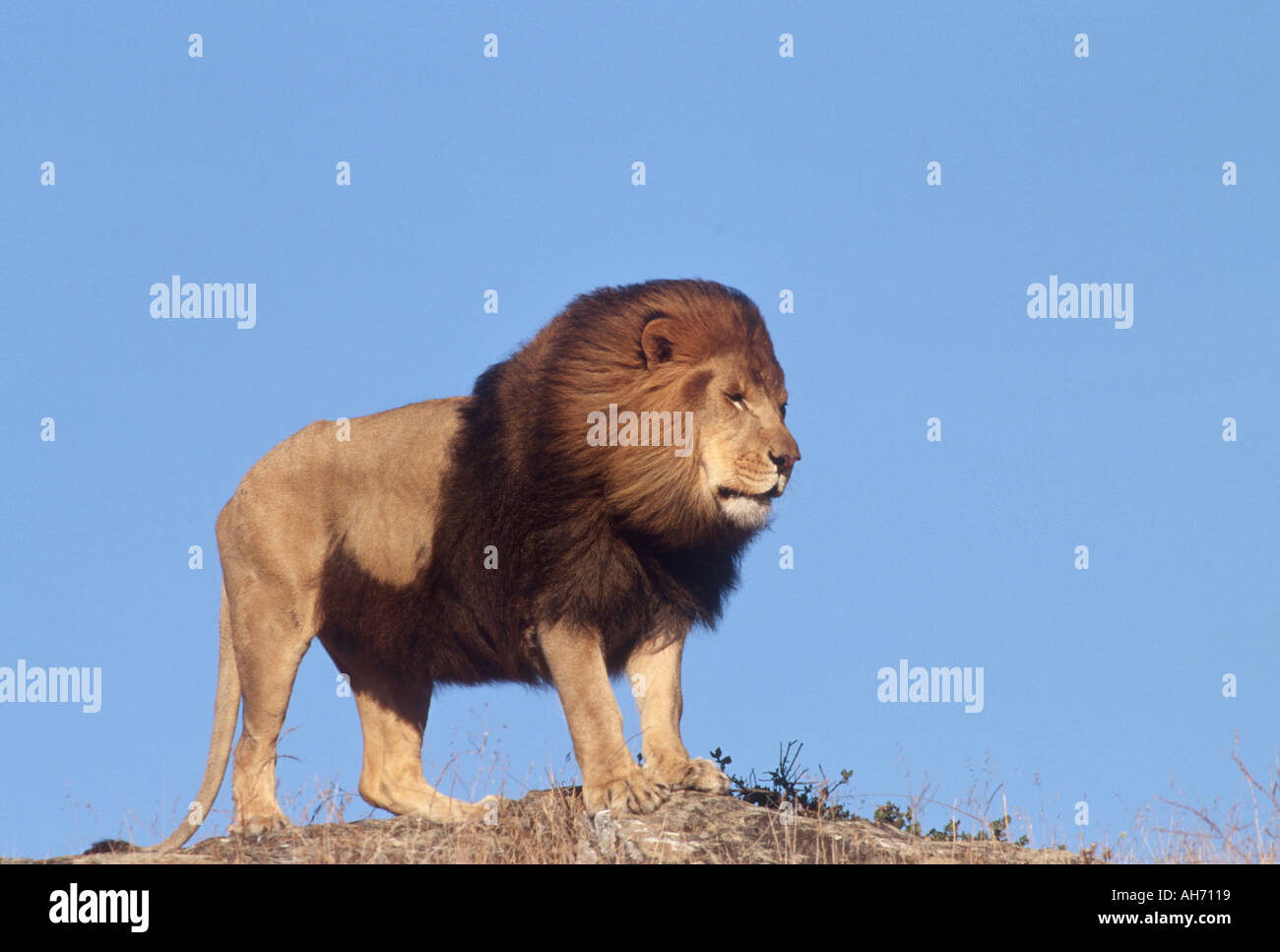 Male lion Stock Photo