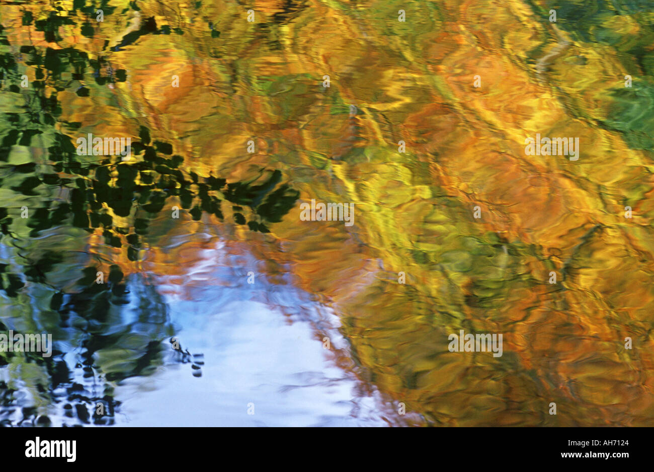Abstract of beeches in autumn Stock Photo