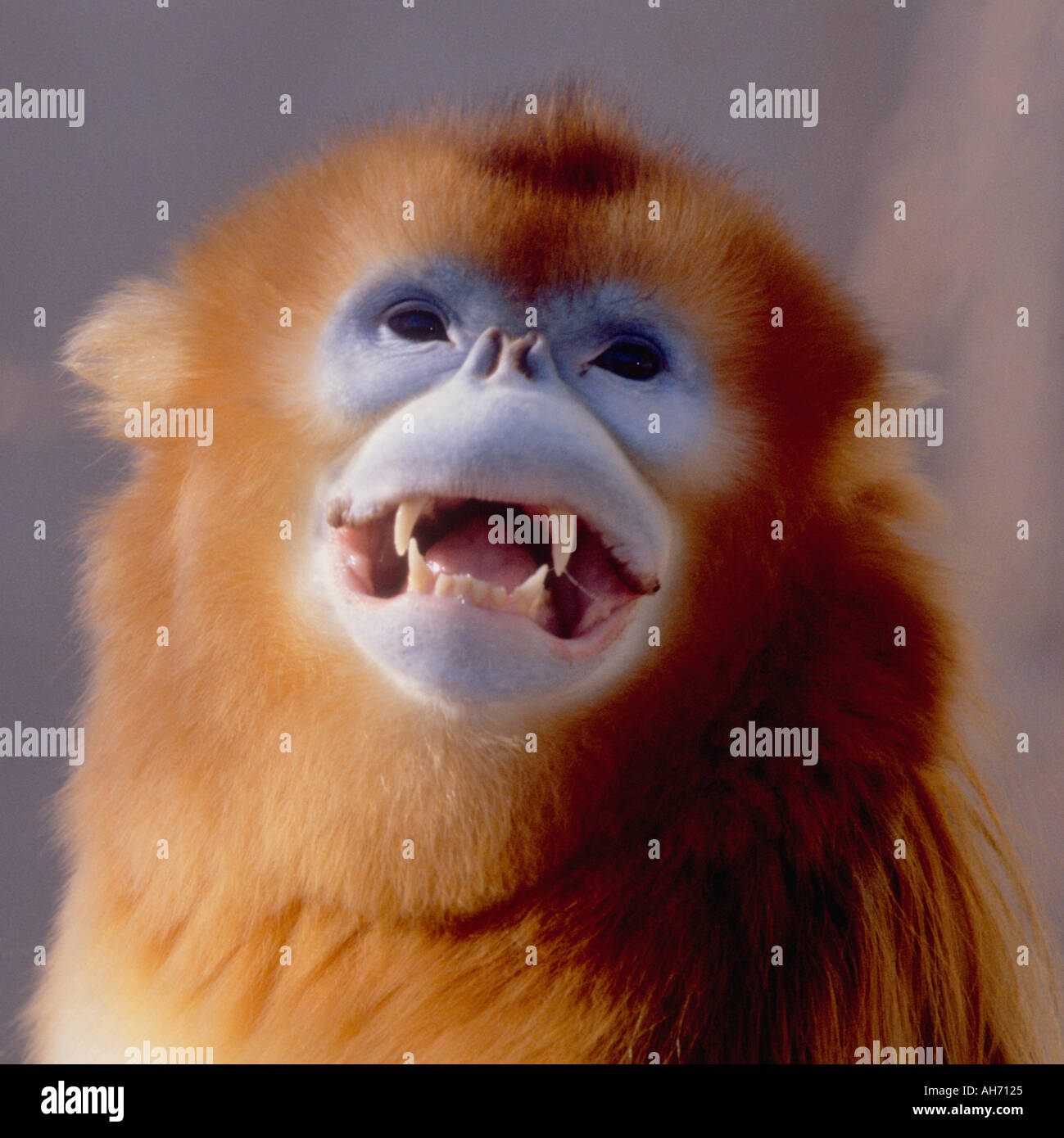 Male golden snub nosed monkey Stock Photo