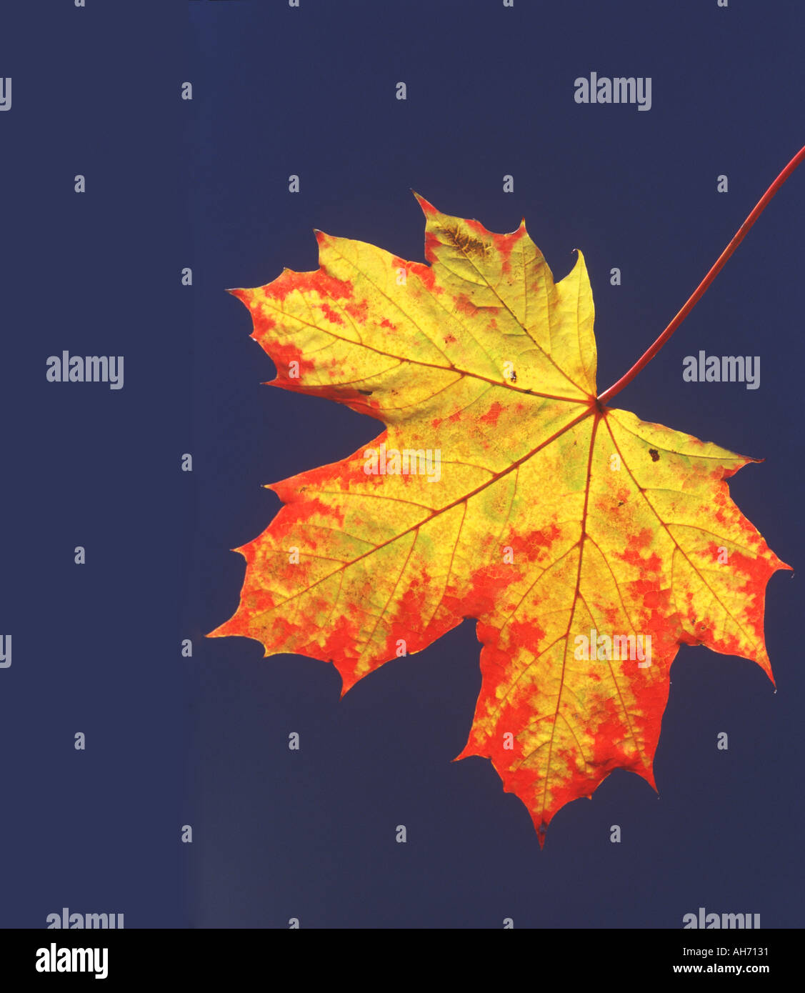 Norway maple leaf in fall Stock Photo