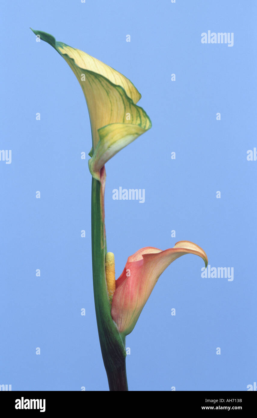 Genetic mutant calla lily Stock Photo