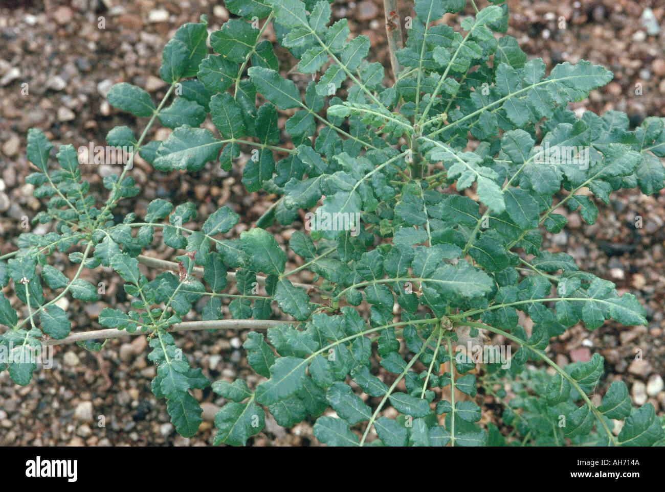 Frankincense leaves Boswellia sacra Stock Photo 1143113 Alamy