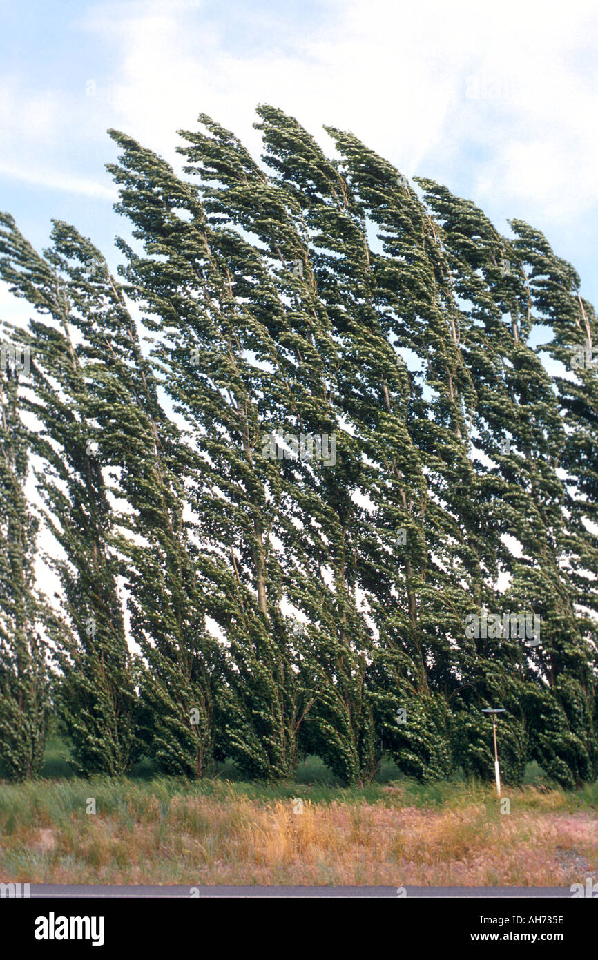 Lombardi poplar trees bend in the wind Trees are often used as windbreak on farms Stock Photo