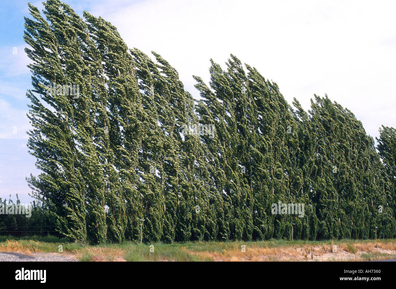Lombardi poplar trees bend in the wind Trees are often used as Stock