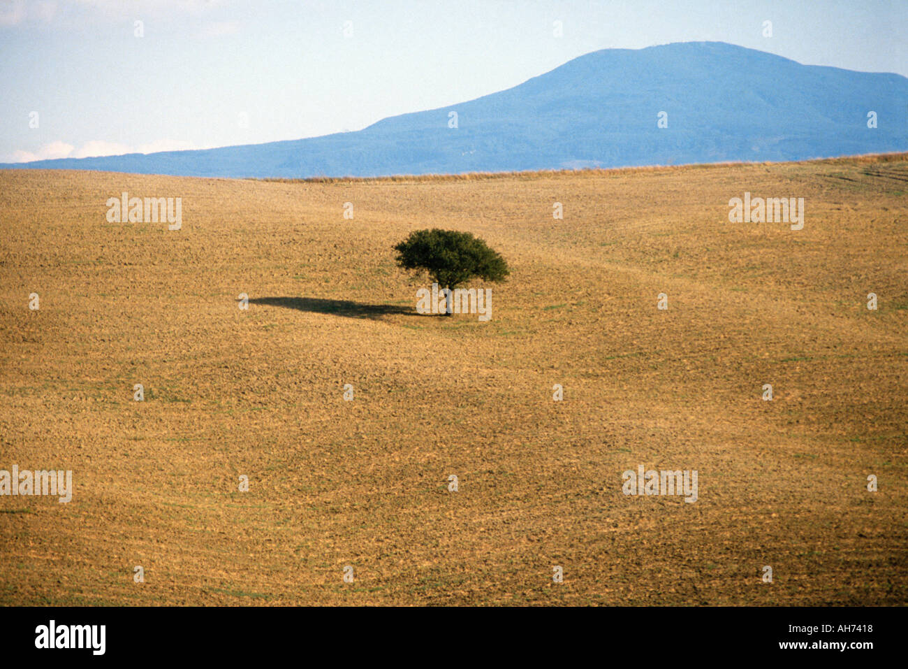 Single tree in the fields hi-res stock photography and images - Alamy