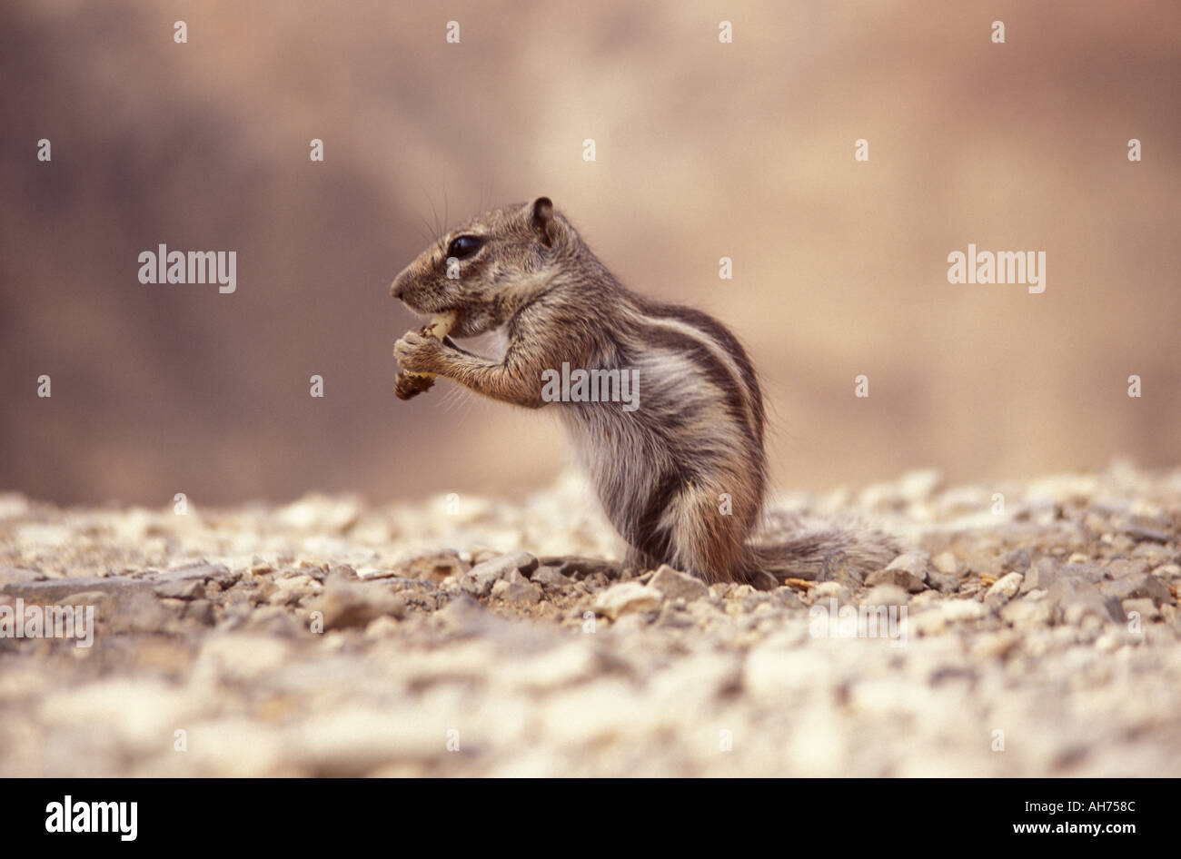 Chipmunk eating fruit Stock Photo Alamy