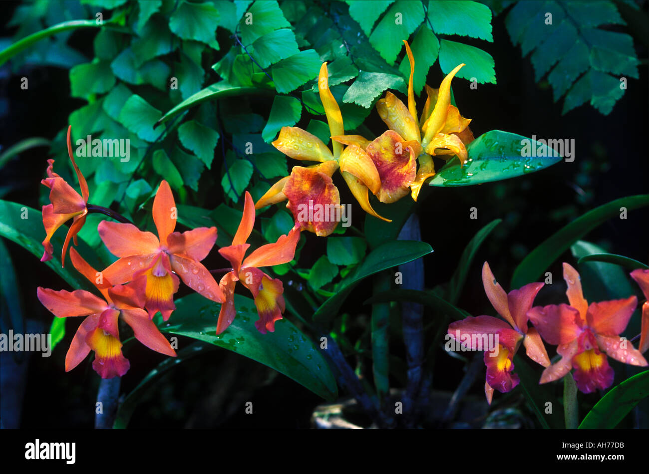 RED YELLOW ORCHIDS PLANTS VITI LEVU FIJI Stock Photo