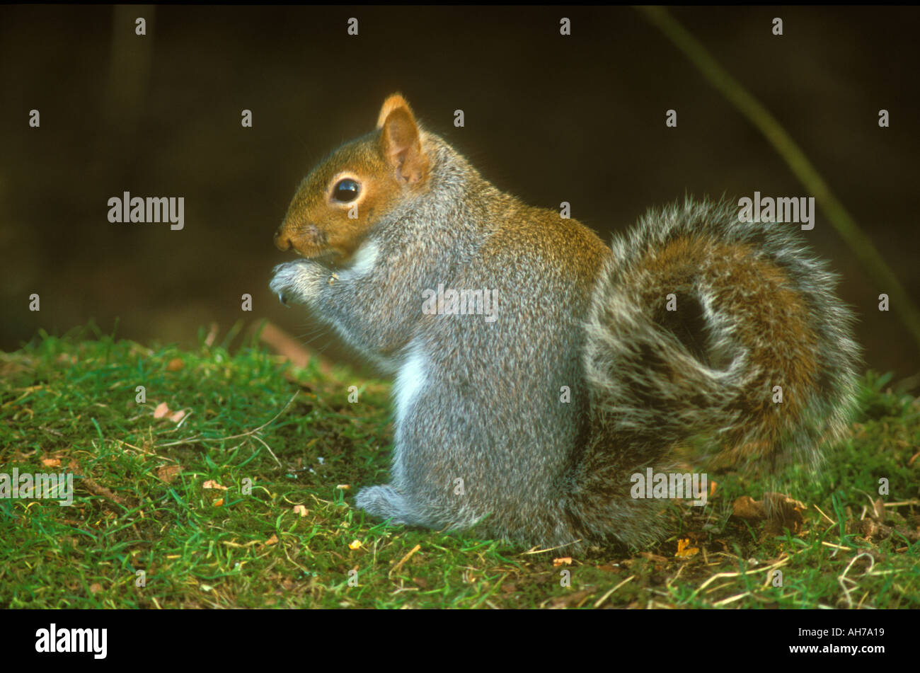 Round tail ground squirrel hi res stock photography and images alamy