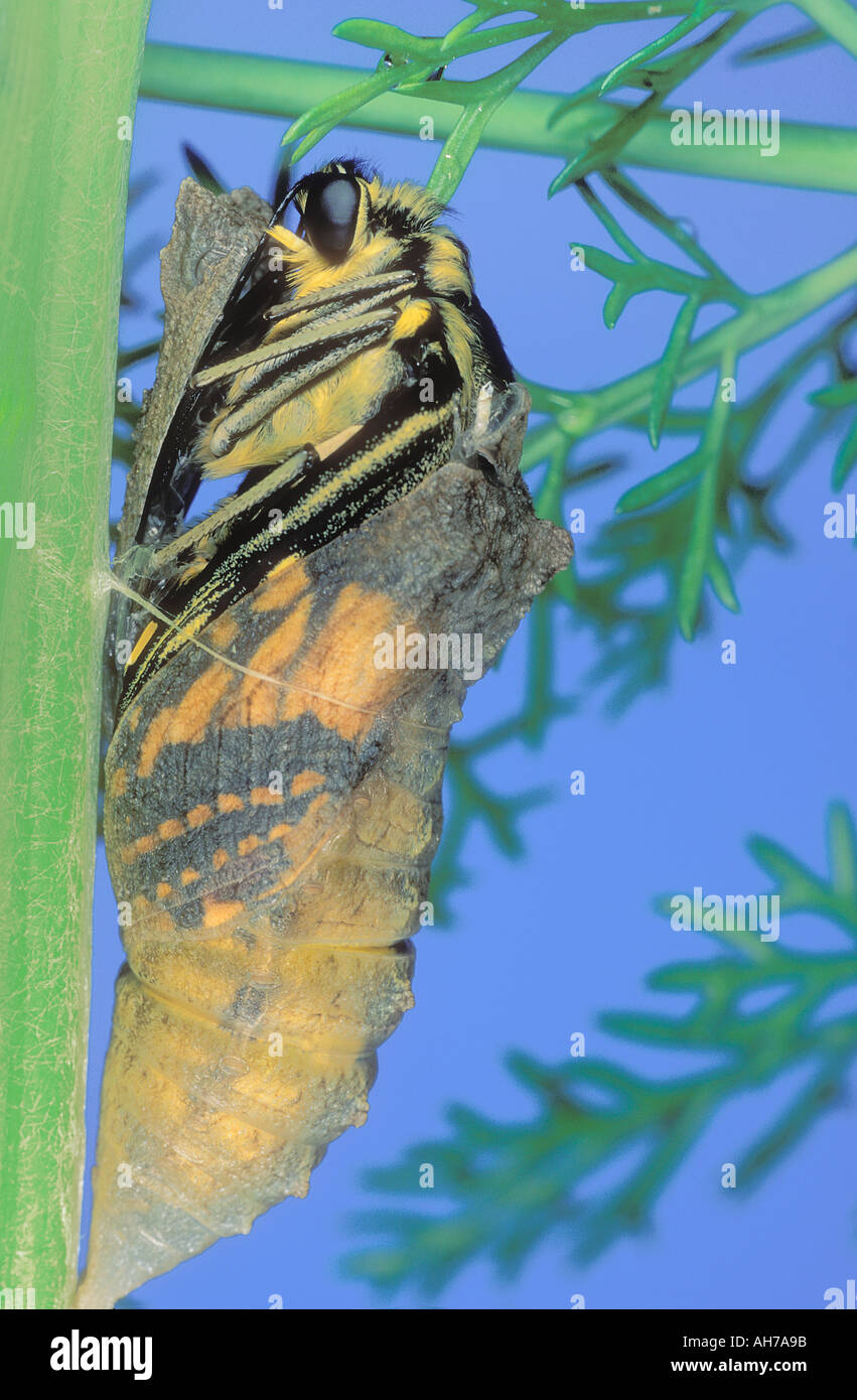 Swallowtail Butterfly just starting to emerge from its chrysalis