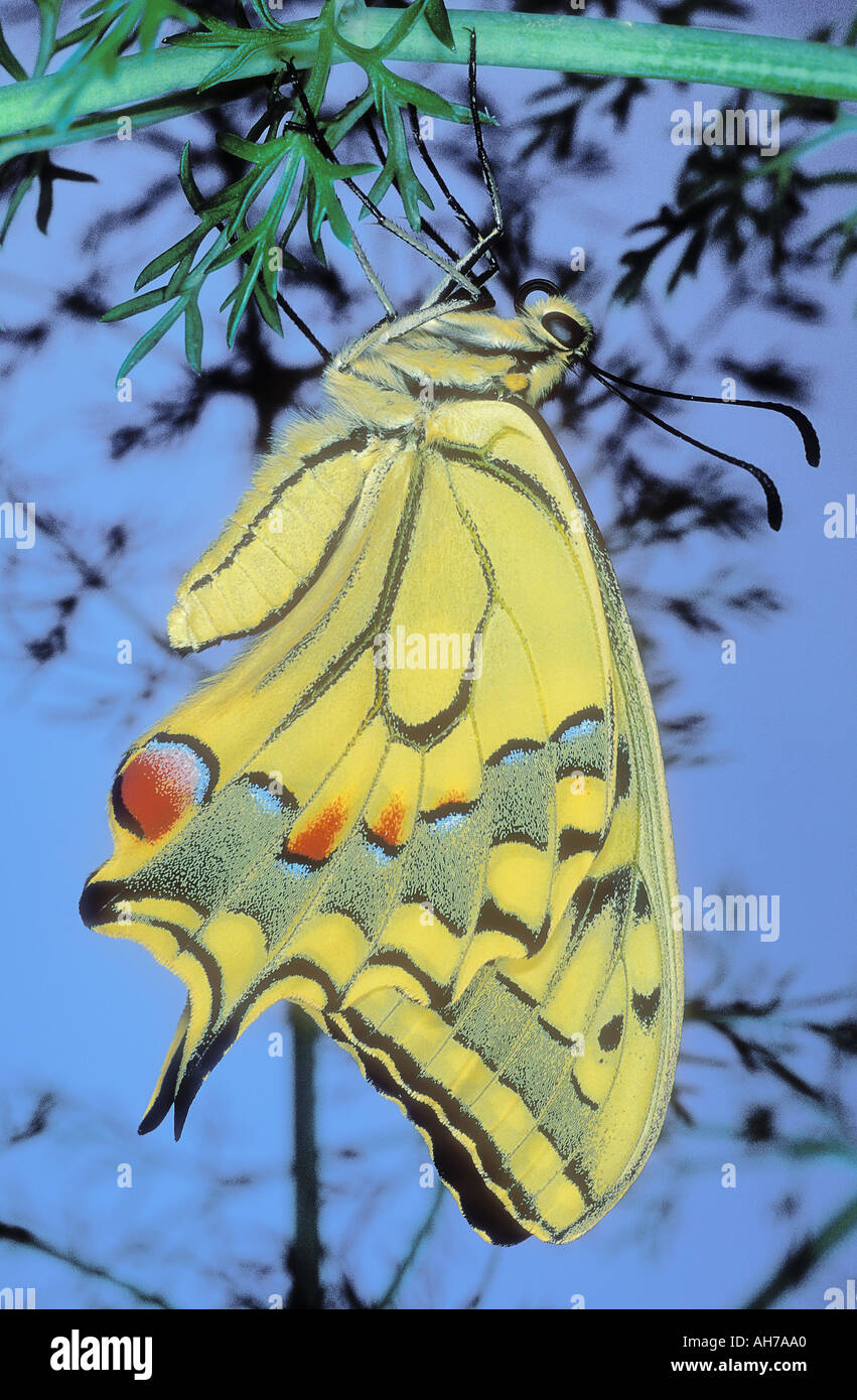 Swallowtail Butterfly with wings fully expanded after emerging from