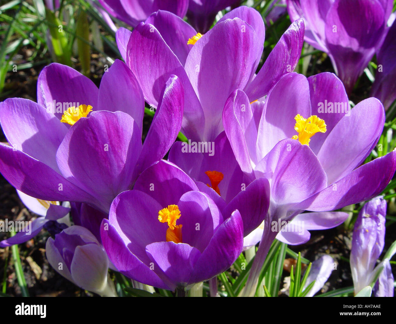 Crocus mauve Stock Photo