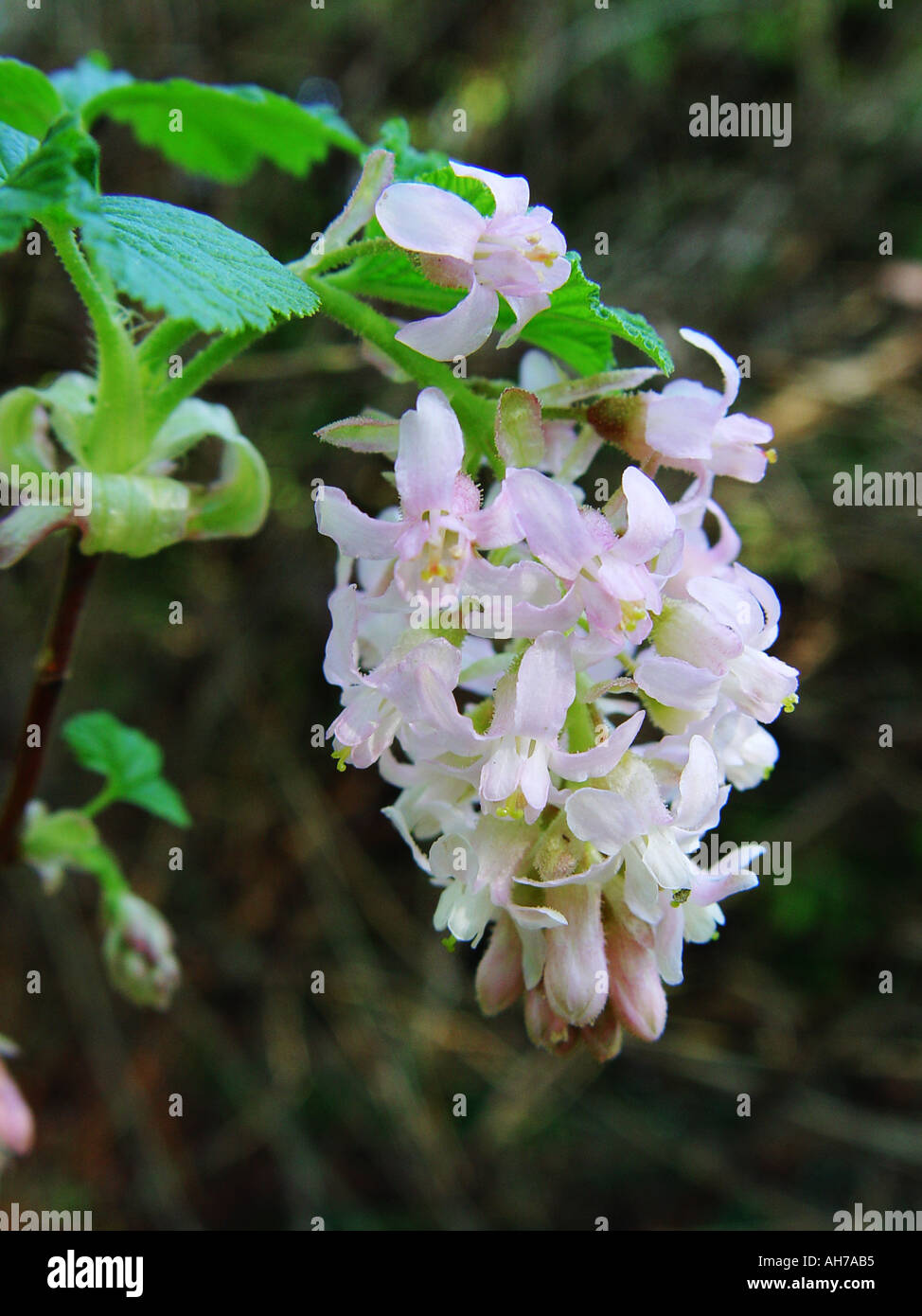 Ribes white Flowering currant bloom flower Stock Photo