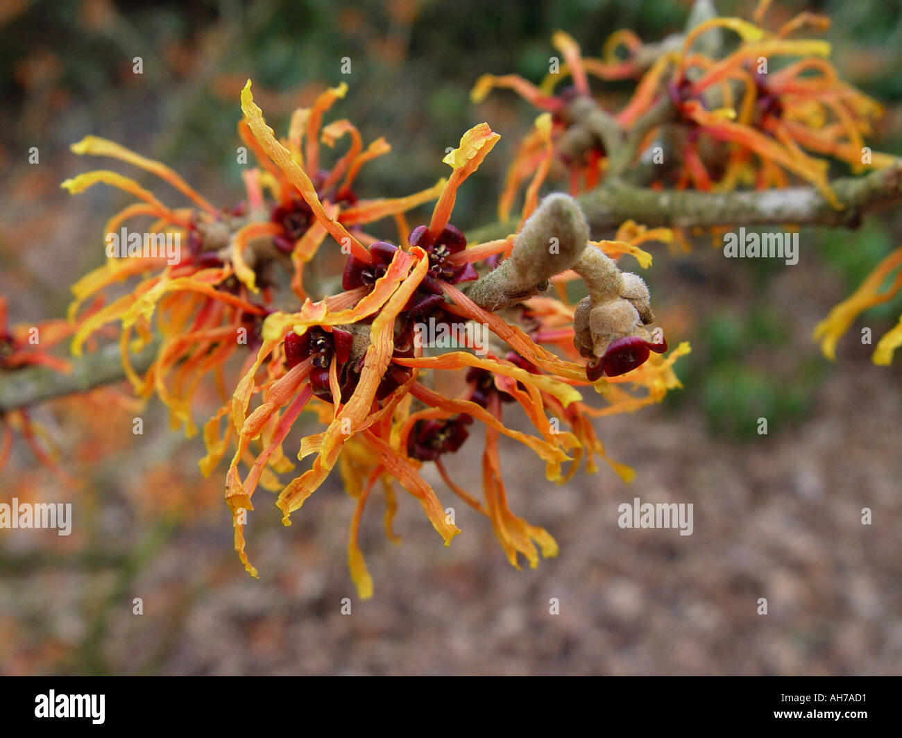Hamamelis x intermedia Jelena Witch hazel Wych Hazel Garden winter ...