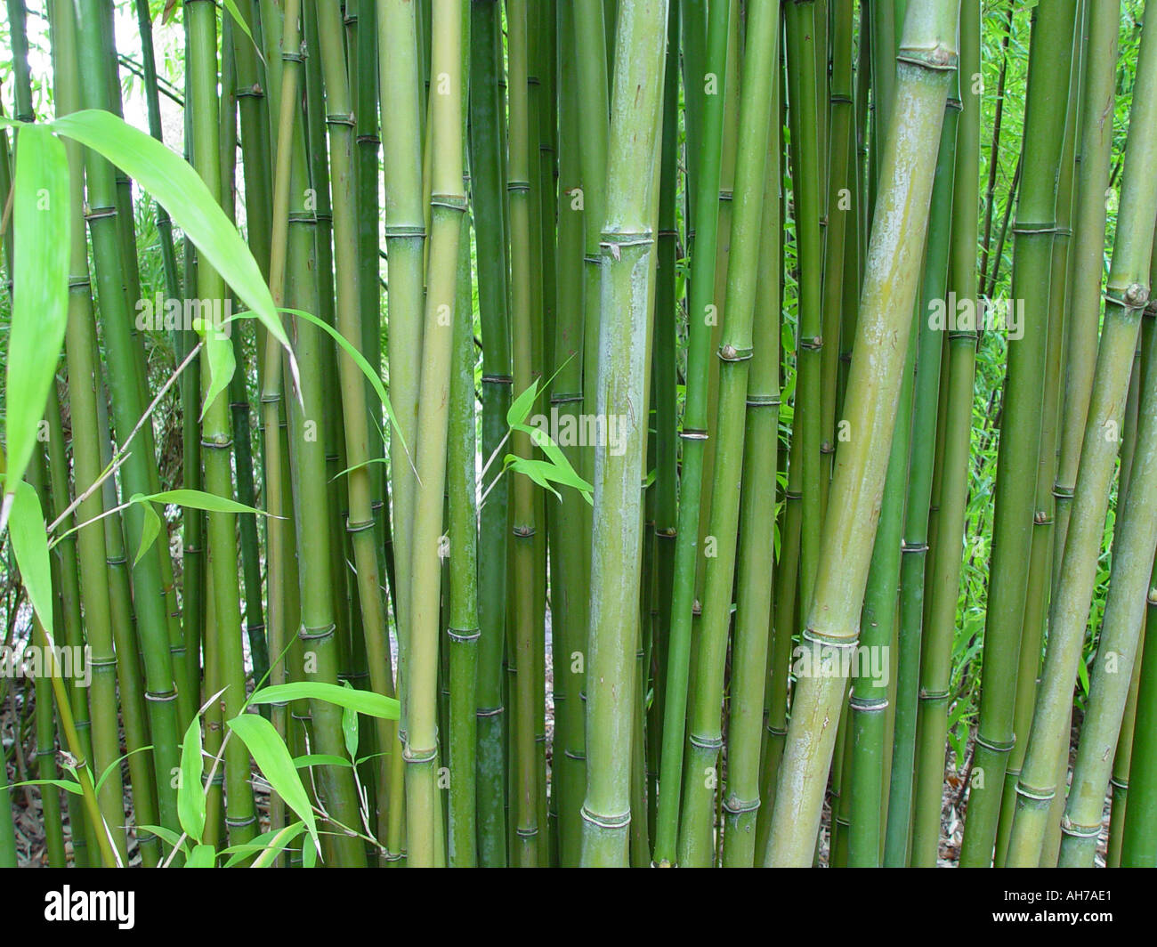 Semiarundinaria fastuosa Clump of bamboo stems showing foliage Stock Photo