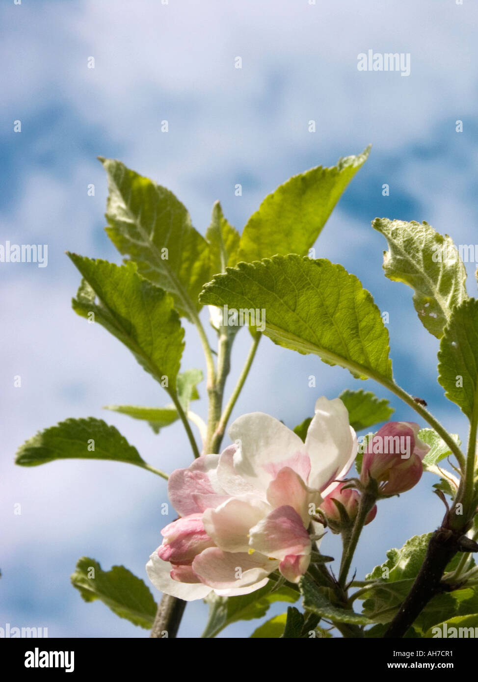 Close up of apple blossom and leaves against a blue and white spring sky Stock Photo