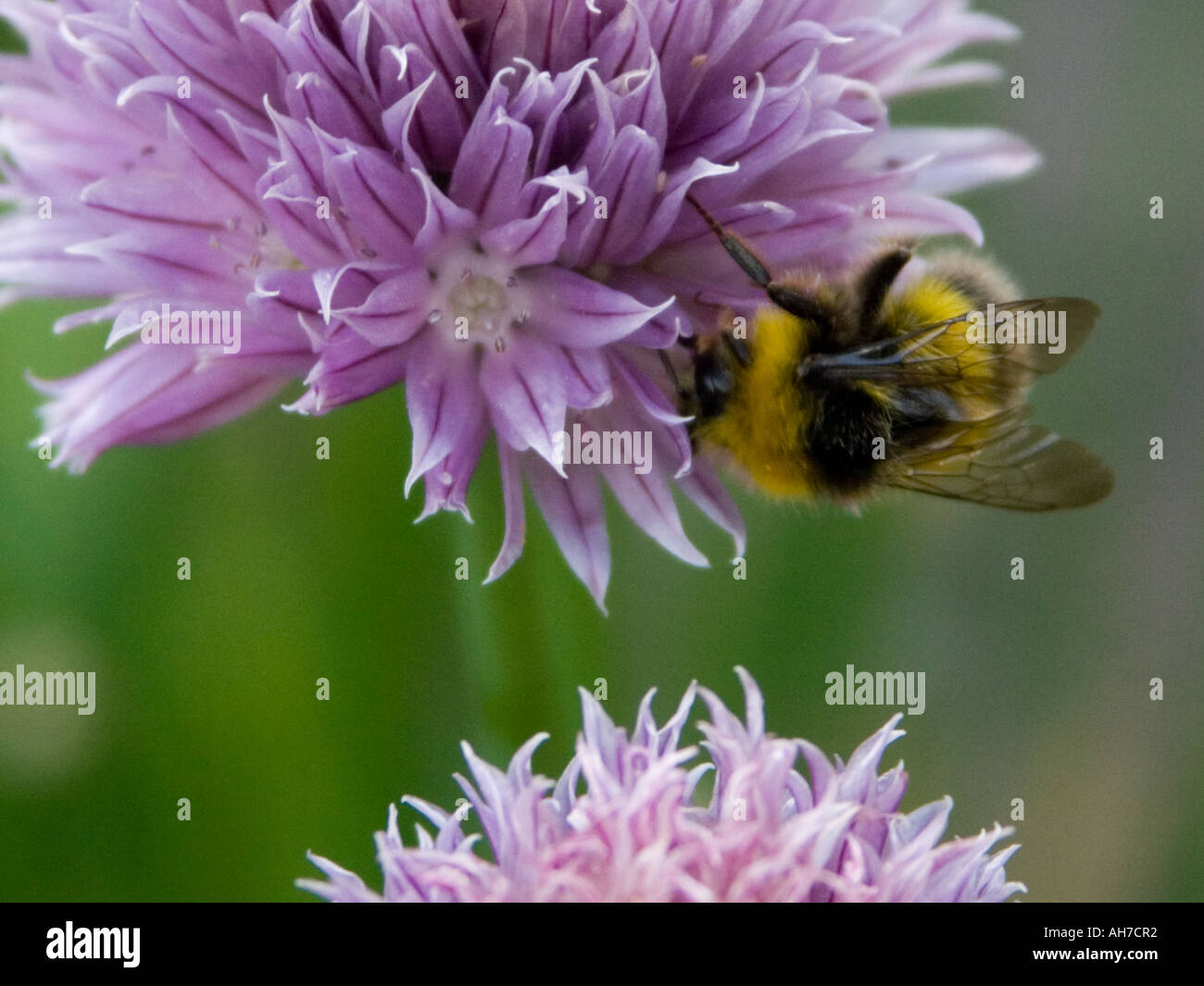 Close up of bumble bee (Bombus Pratorum) on chive flower (Allium Schoenoprasum), England Stock Photo