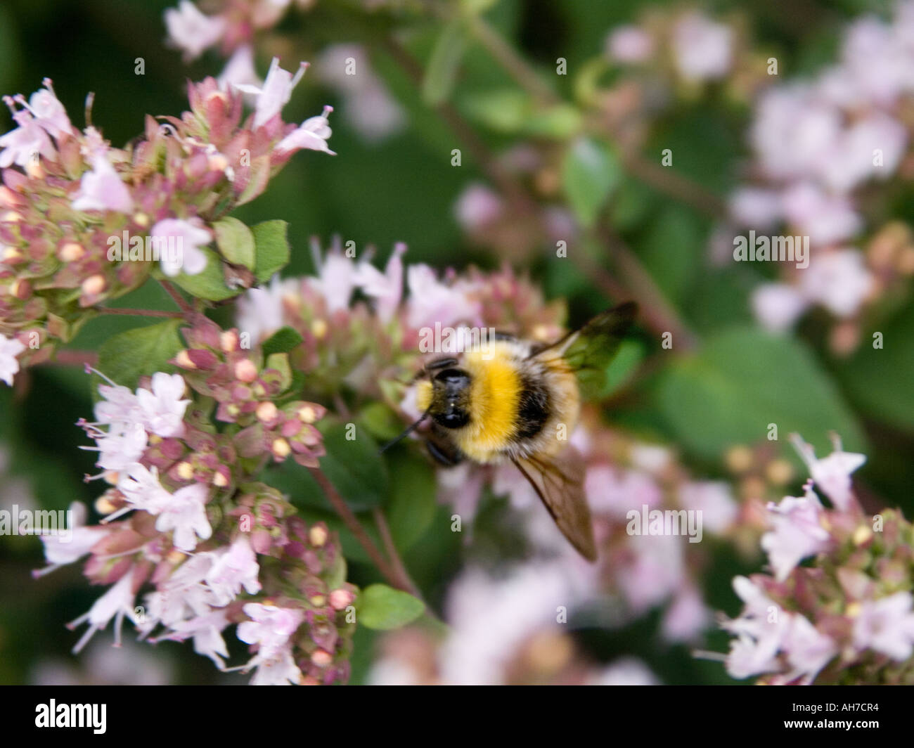 Close up of bumble bee on flowering thyme Stock Photo