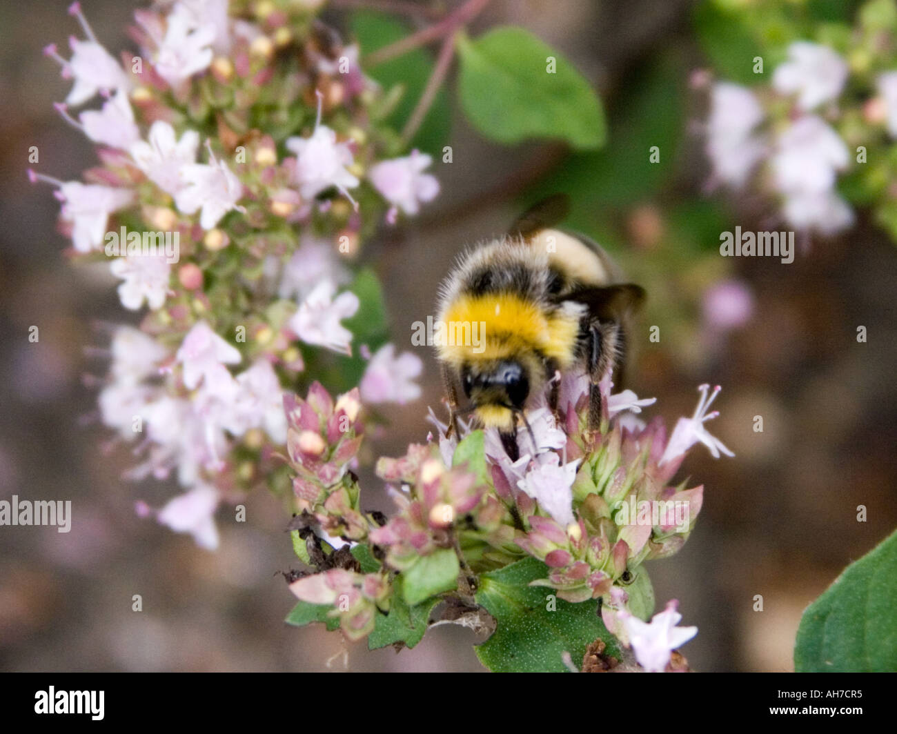 Close up of bumble bee on flowering thyme Stock Photo Alamy